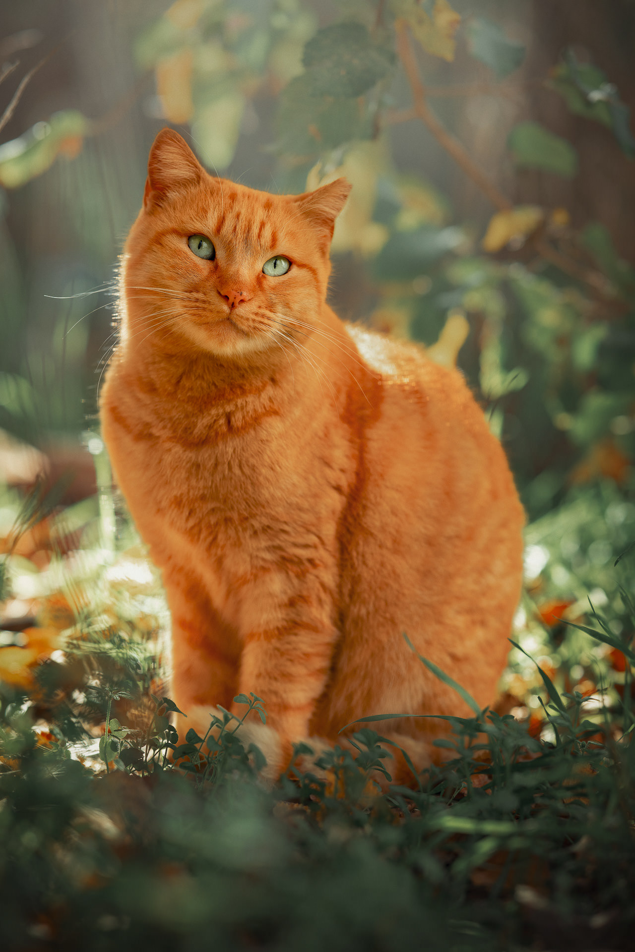 Gato naranja robusto, posando sentado a la sombra de un árbol, bañado por los rayos del sol