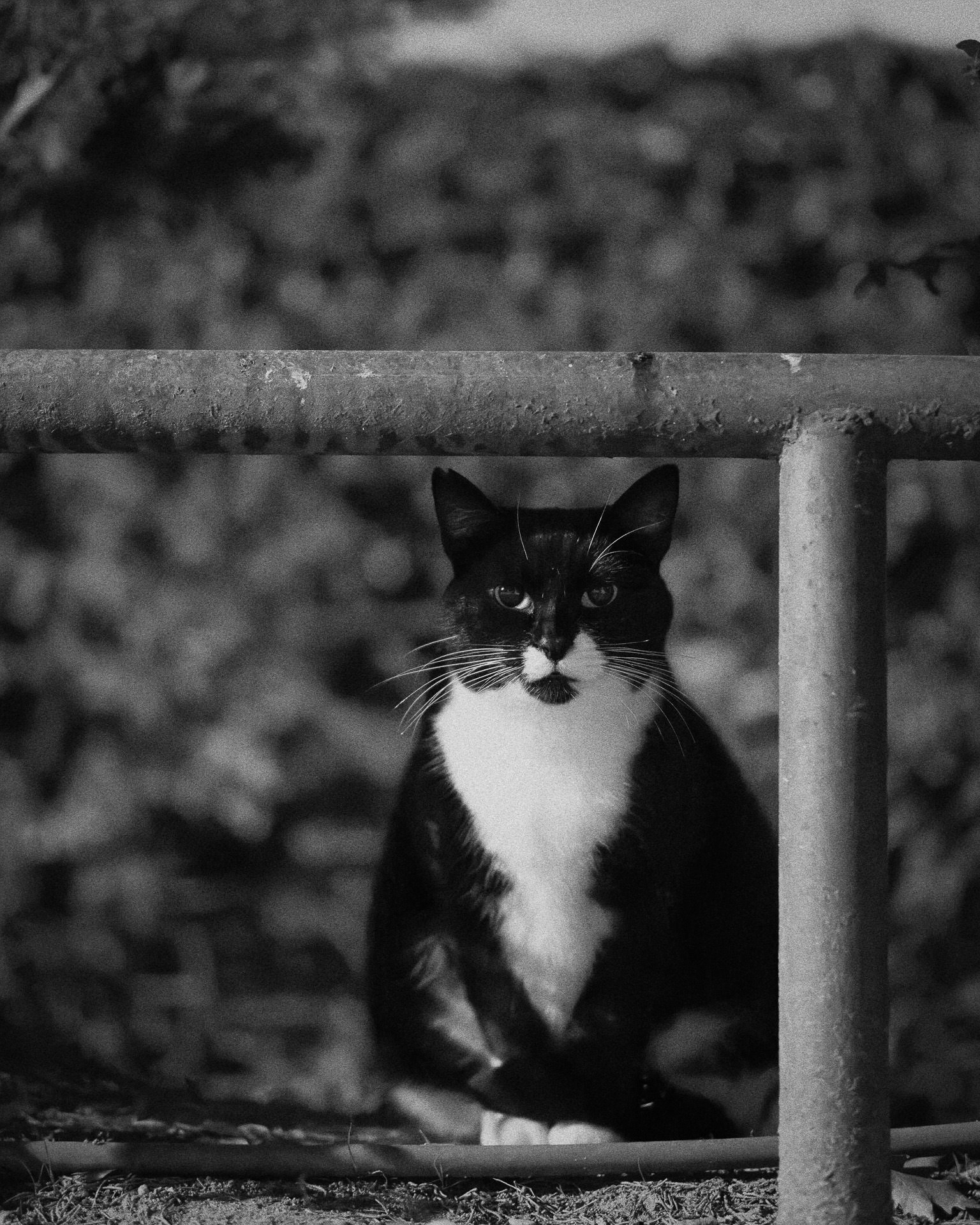 Gato abisinio tuxedo sentado mirando a cámara, en un jardín, de noche, en blanco y negro