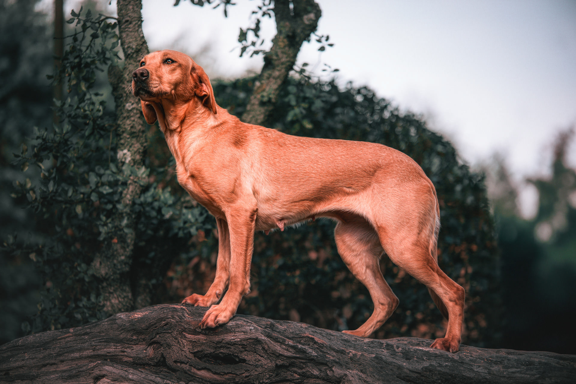 Perro labrador posando de perfil sobre un tronco, mostrando que es madre