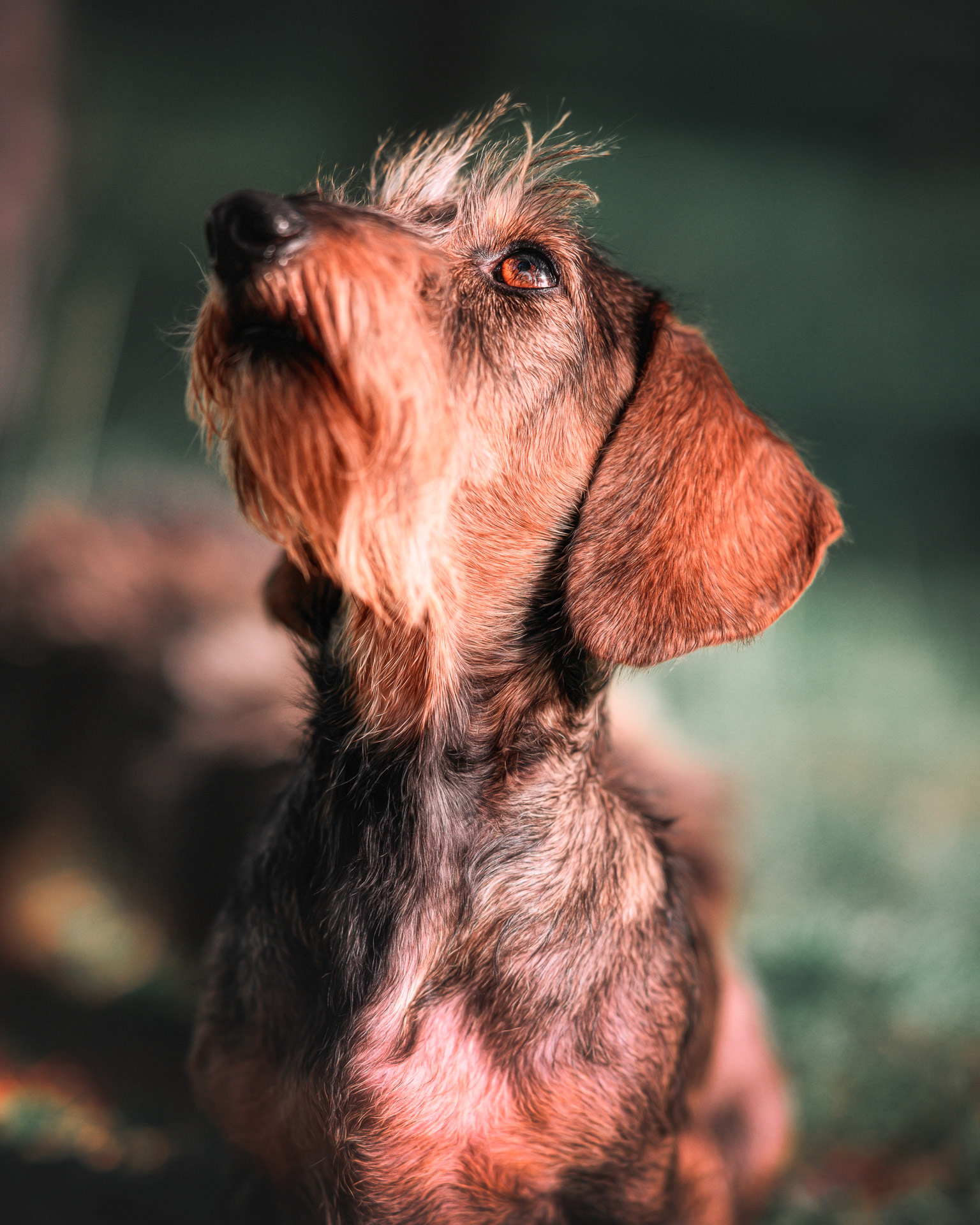 Perro salchicha, teckel, o dachshund de pelo duro mirando hacia arriba con fondo de bosque desenfocado