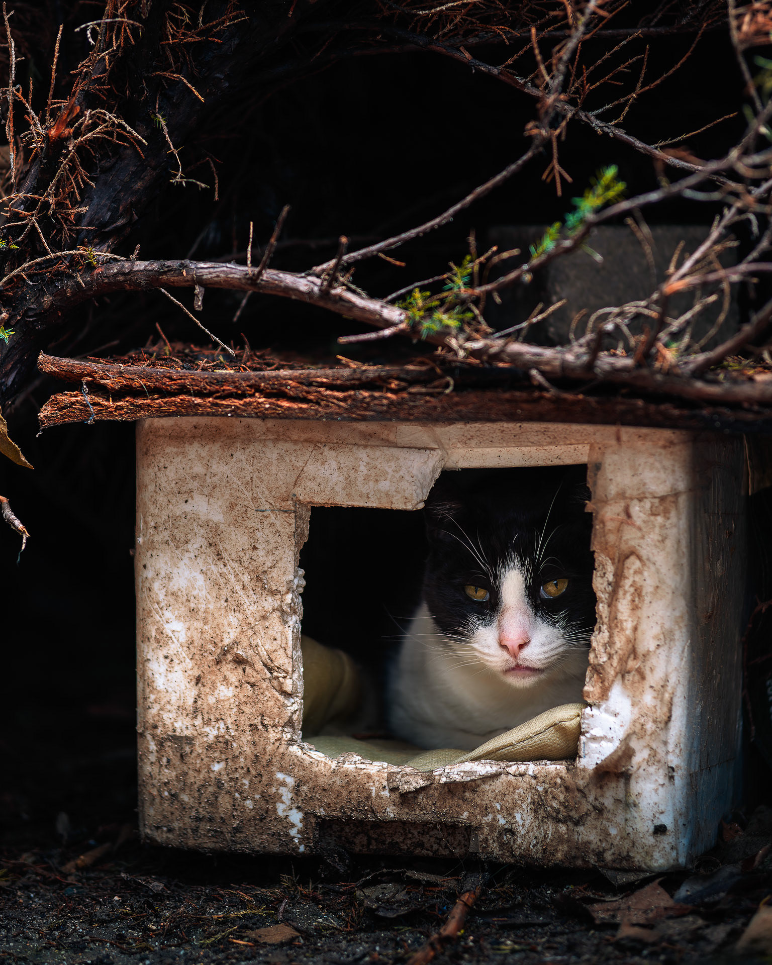 Gato tuxedo asomando la cabeza dentro de una caseta de poliespán de colonia felina, bajo las ramas de un arbusto