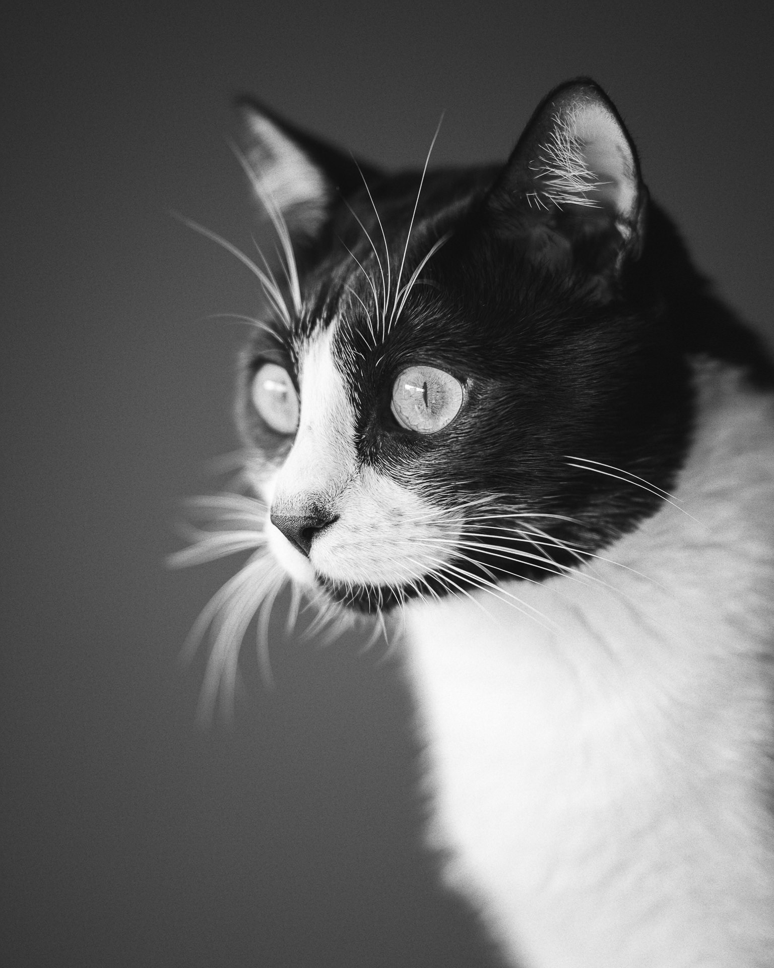 Retrato de gato tuxedo mirando a un lado, primer plano, en blanco y negro