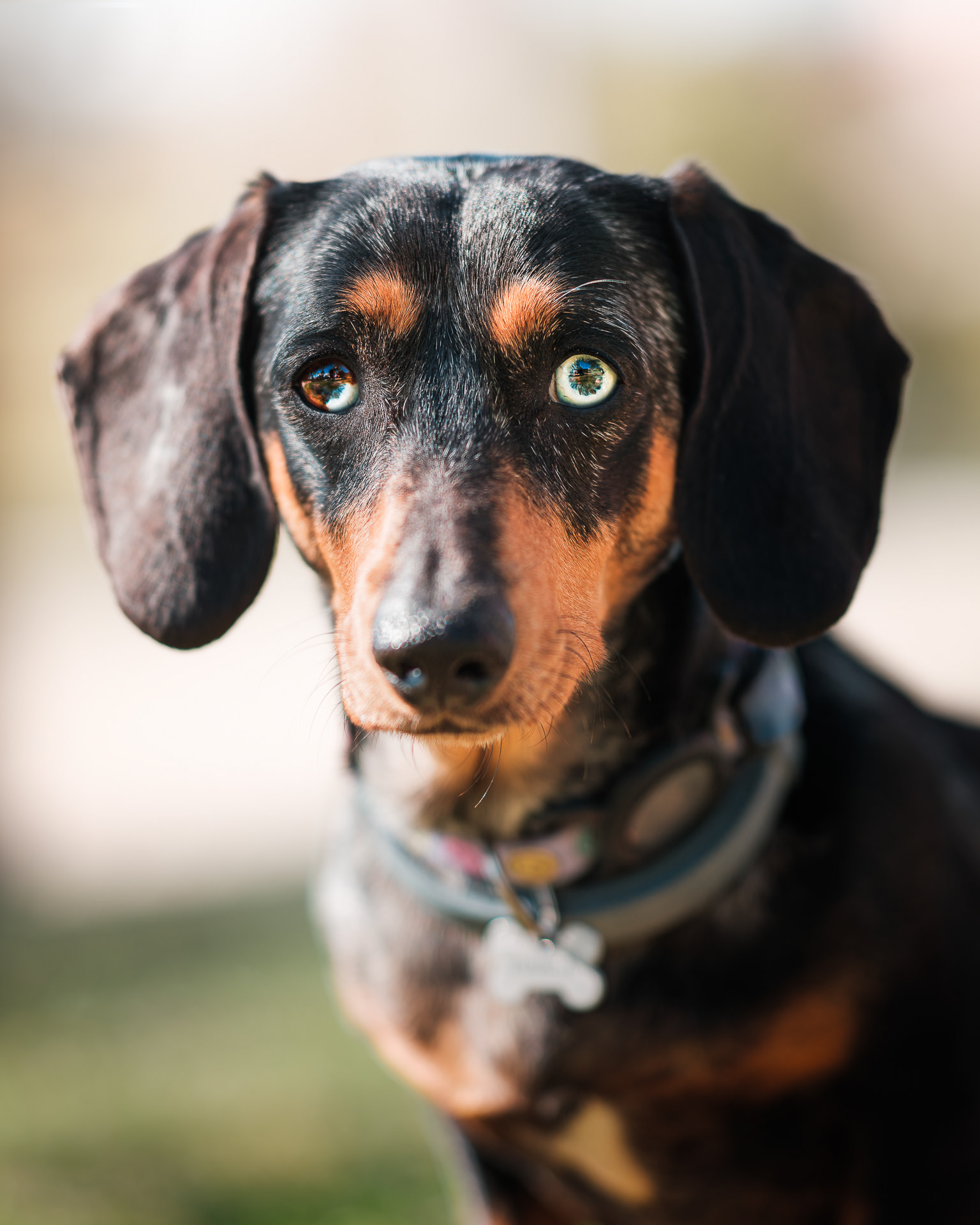 Primer plano de perro salchicha, teckel, o dachshund mirando a cámara, con un ojo azul y el otro mitad marrón mitad azul, con fondo desenfocado
