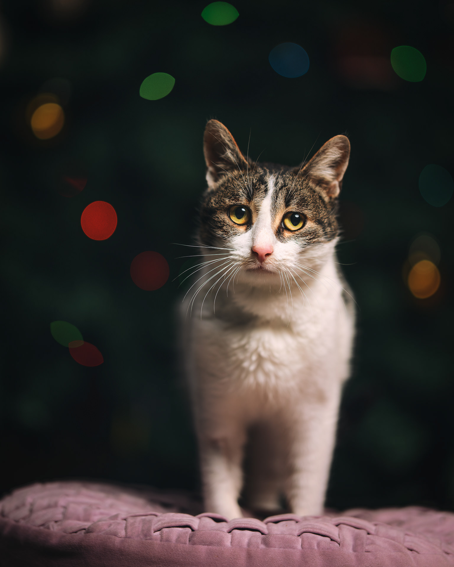 Gato blanco y atigrado con cara de bueno, de pie y mirando a cámara, sobre un cojín, con las luces de un árbol de navidad desenfocadas en el fondo