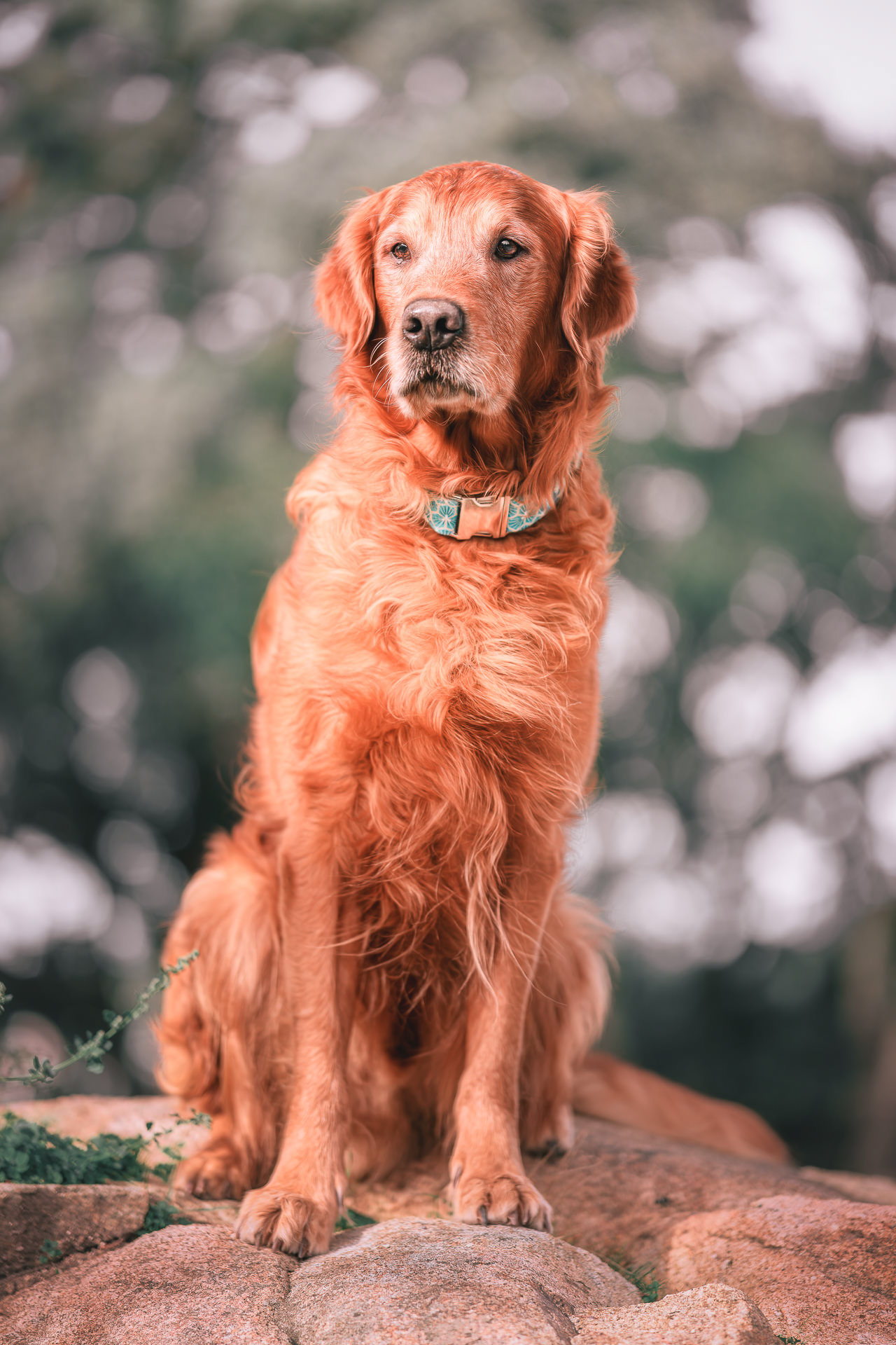 Perro golden retriever posando sentado sobre una roca rojiza, con el fondo de hojas desenfocadas