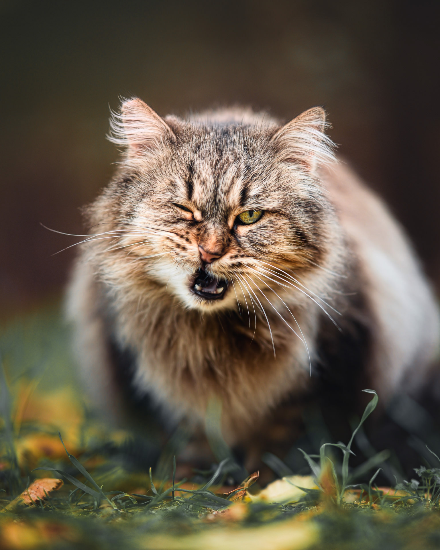 Gato atigrado de pelo largo agazapado, mira de frente a la cámara con una mueca graciosa, un ojo guiñado y la boca entreabierta