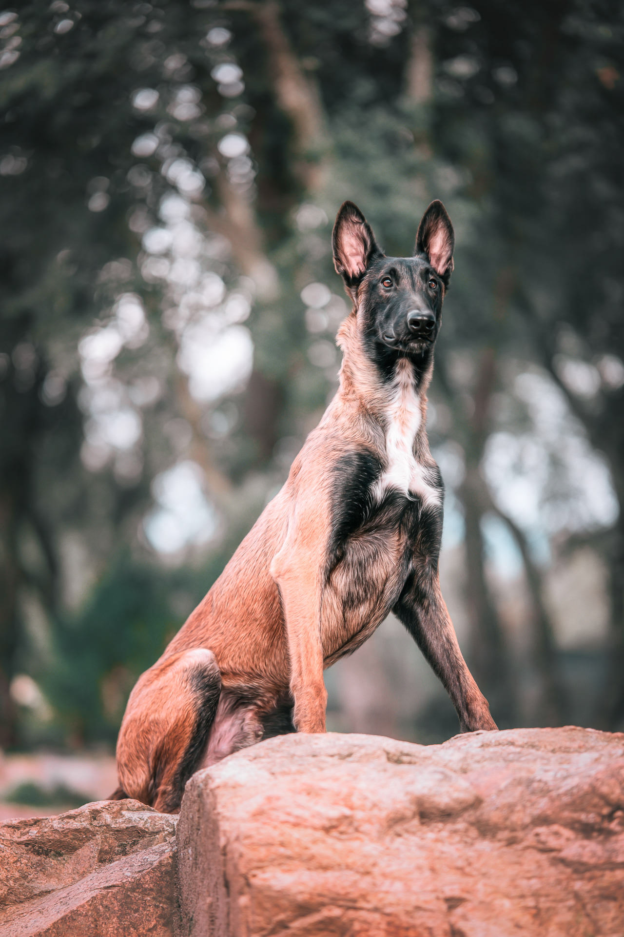 Perro pastor belga, o malinois, posando sentado sobre una roca rojiza, con el fondo de vegetación desenfocado