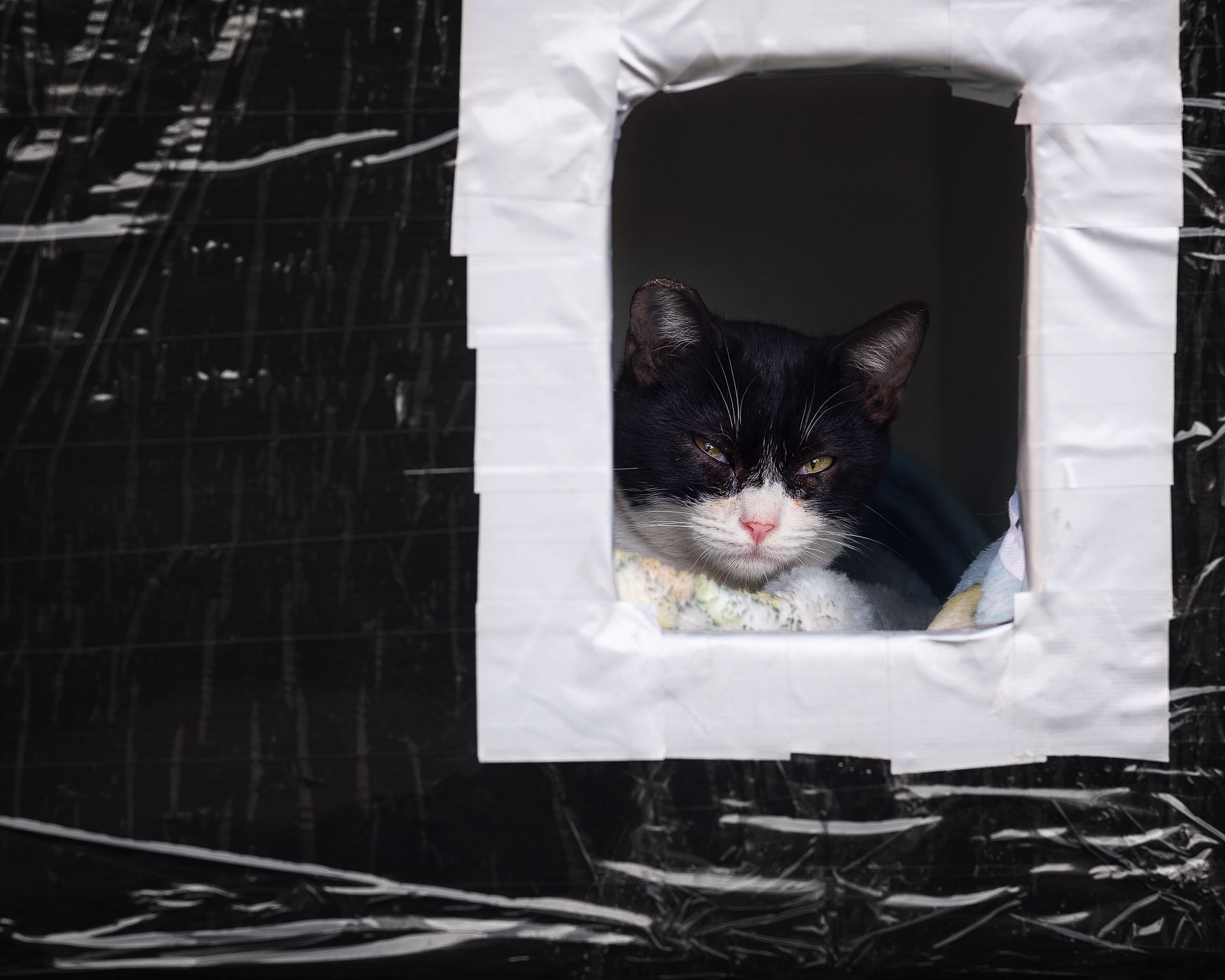 Gato tuxedo asomando la cabeza dentro de una caseta de colonia felina, con los ojos entrecerrados