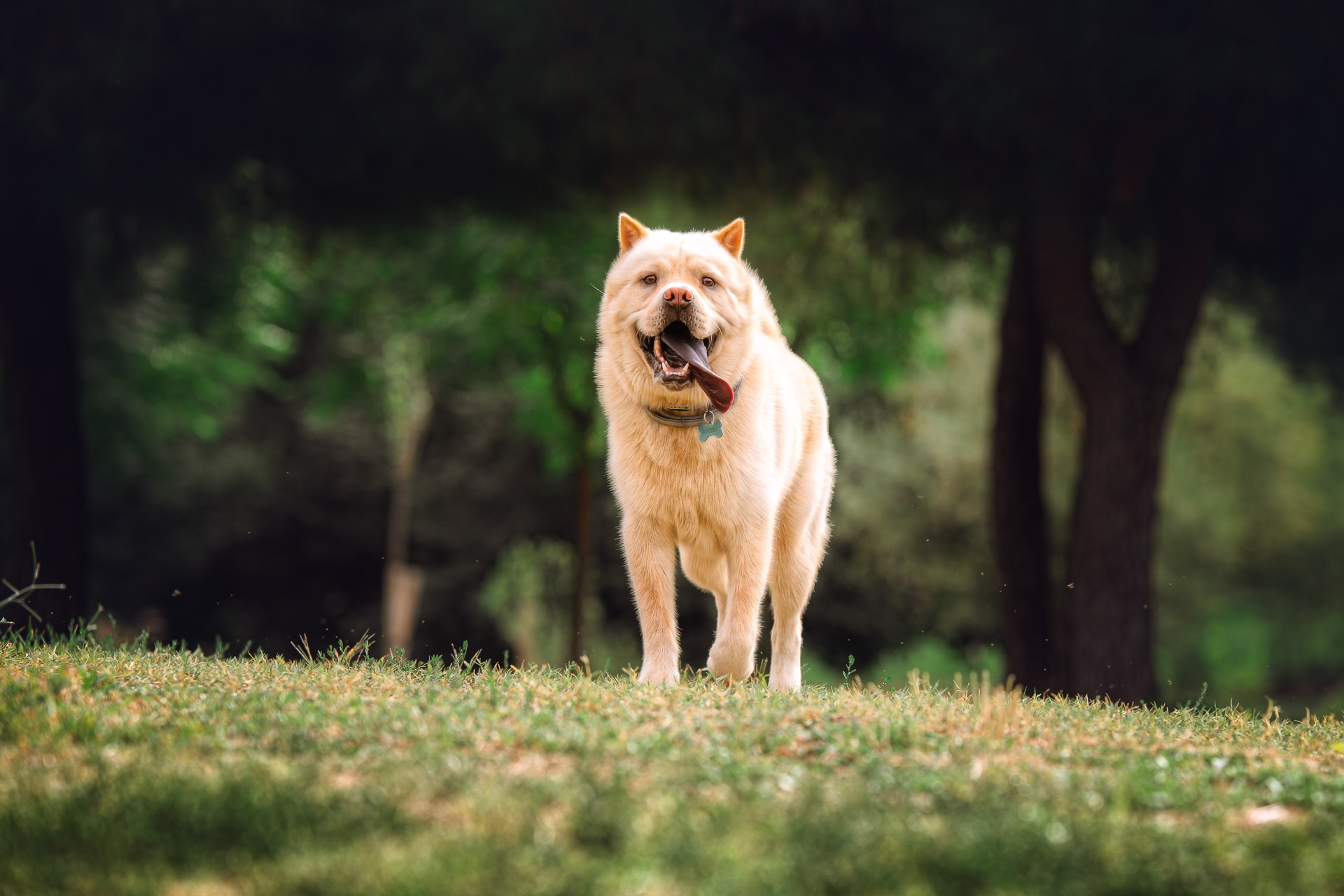 Perro mitad akita mitad chow chow, de pie mirando de frente a la cámara con la lengua morada fuera, en un parque con árboles, que hacen de marco natural