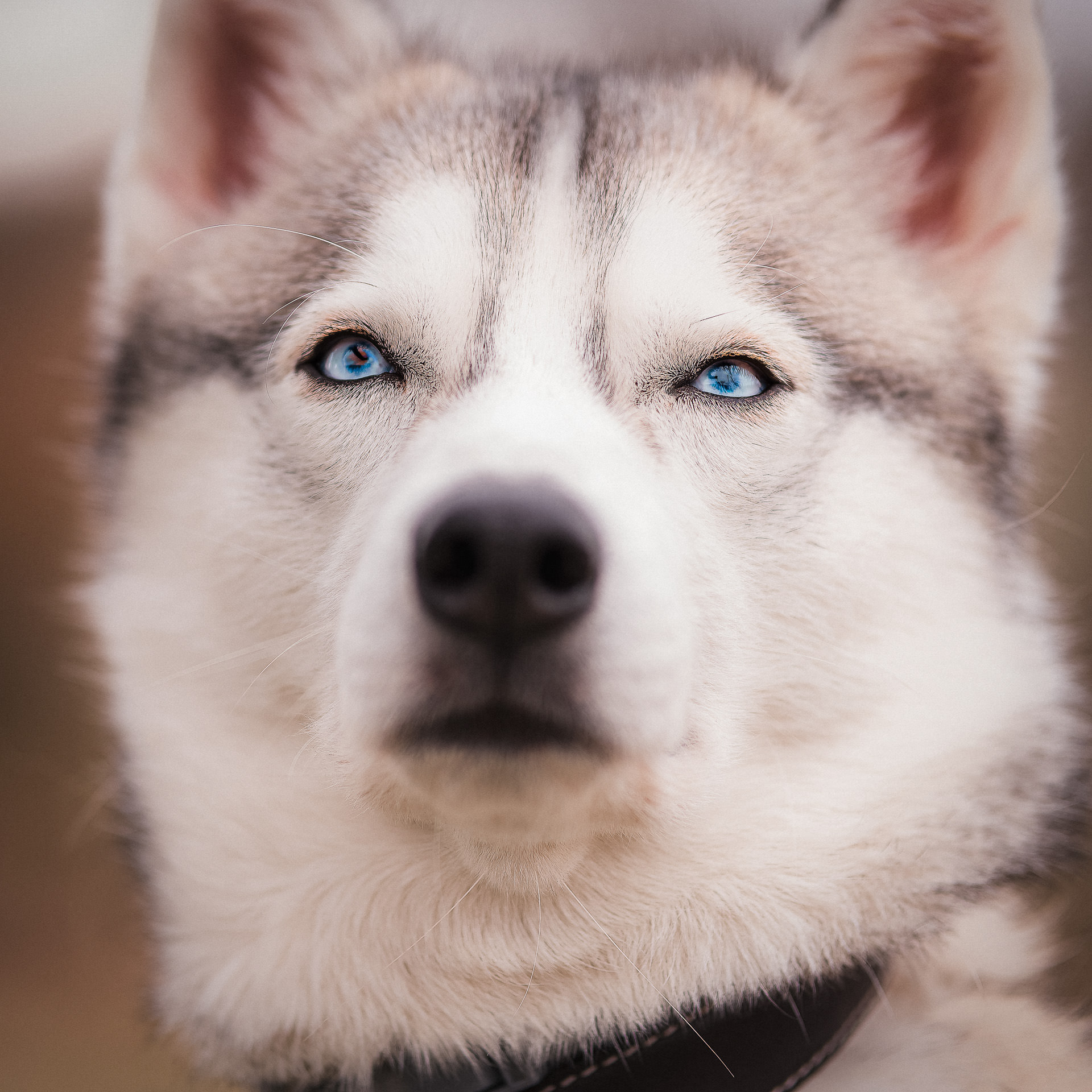 Perro husky en primer plano de la cara, mirando de frente hacia arriba, pensativo