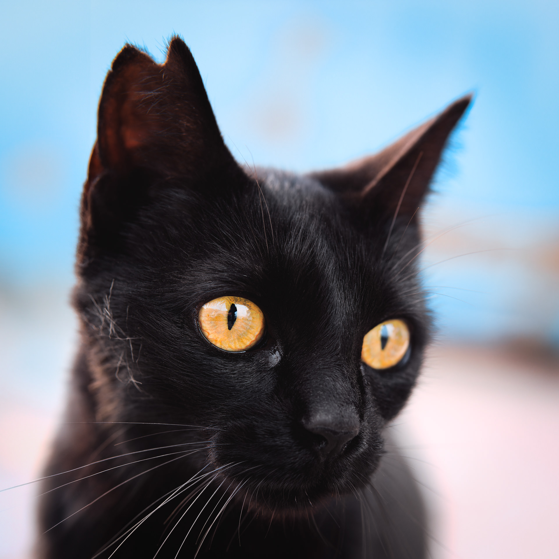 Primer plano de la cara de un gato negro con un corte en V en una oreja