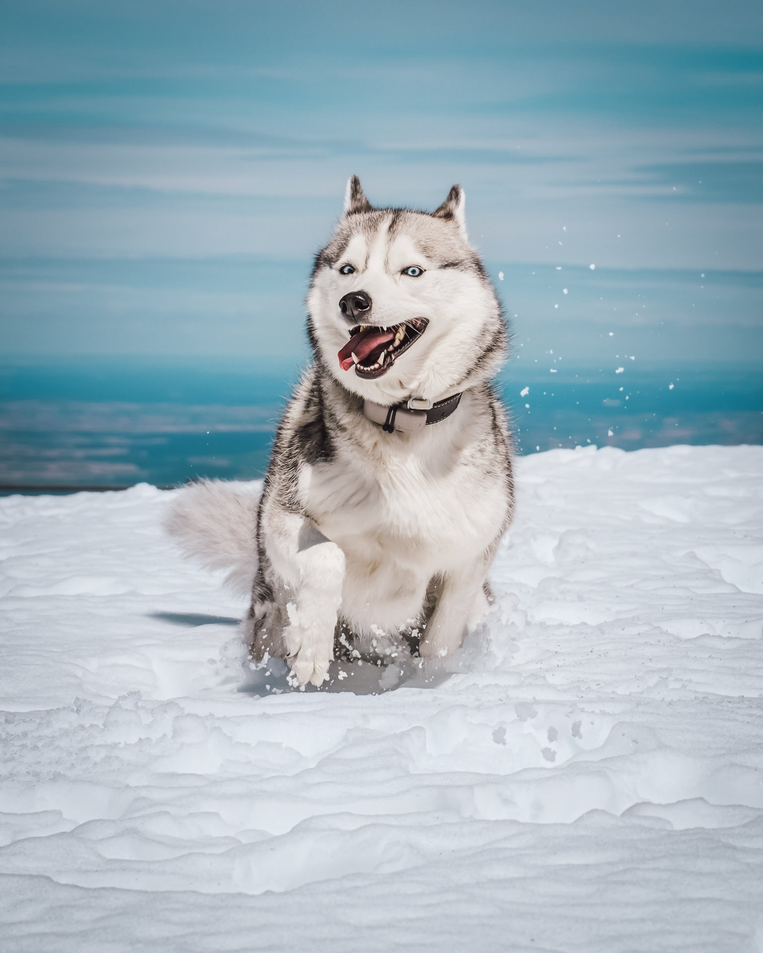 Perro husky corriendo de frente por la nieve con cara de disfrutar mucho