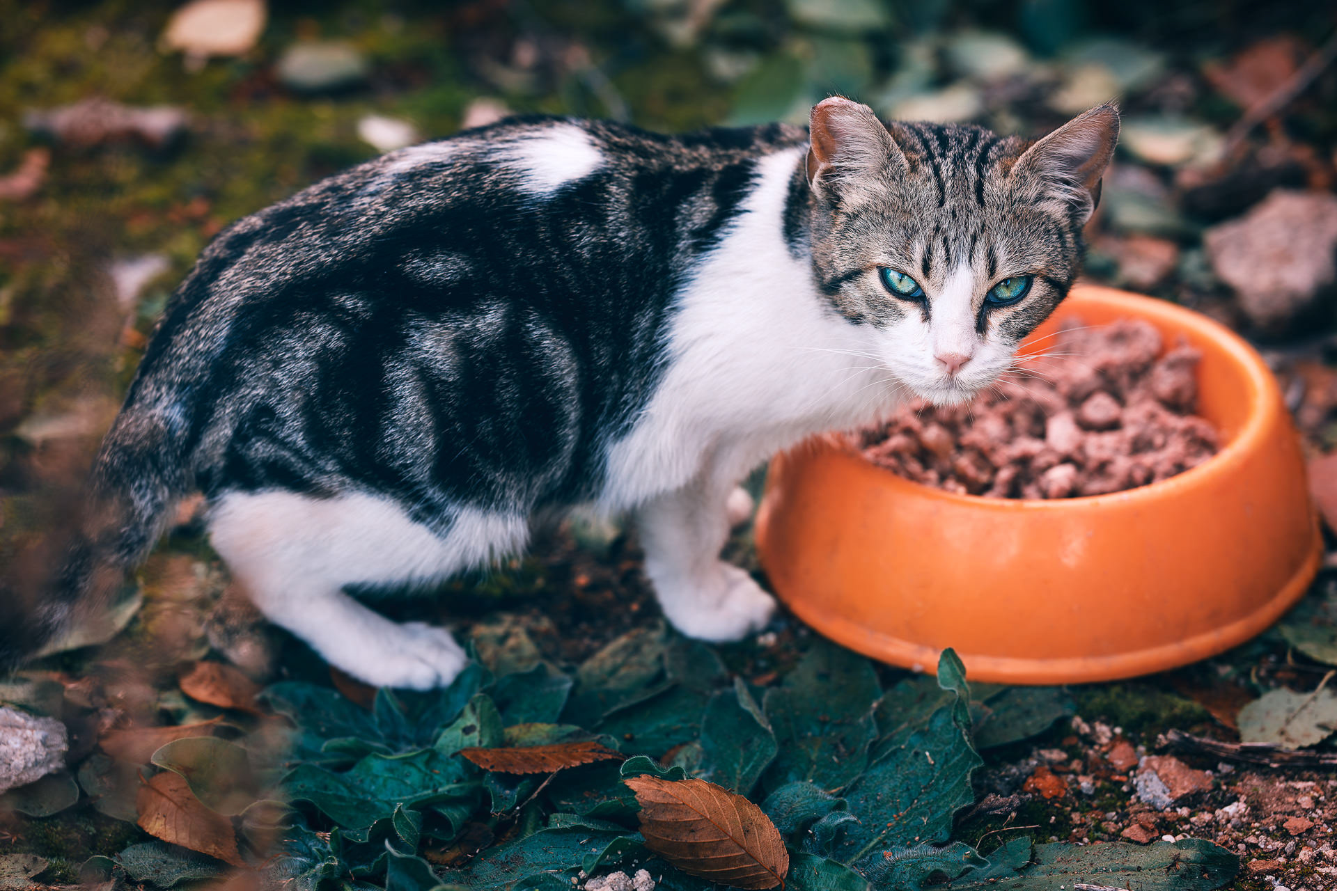 Gato atigrado y blanco cachorro con cara de malo, mira de lado a la cámara, sobre un plato de comida húmeda en el campo, en una colonia felina