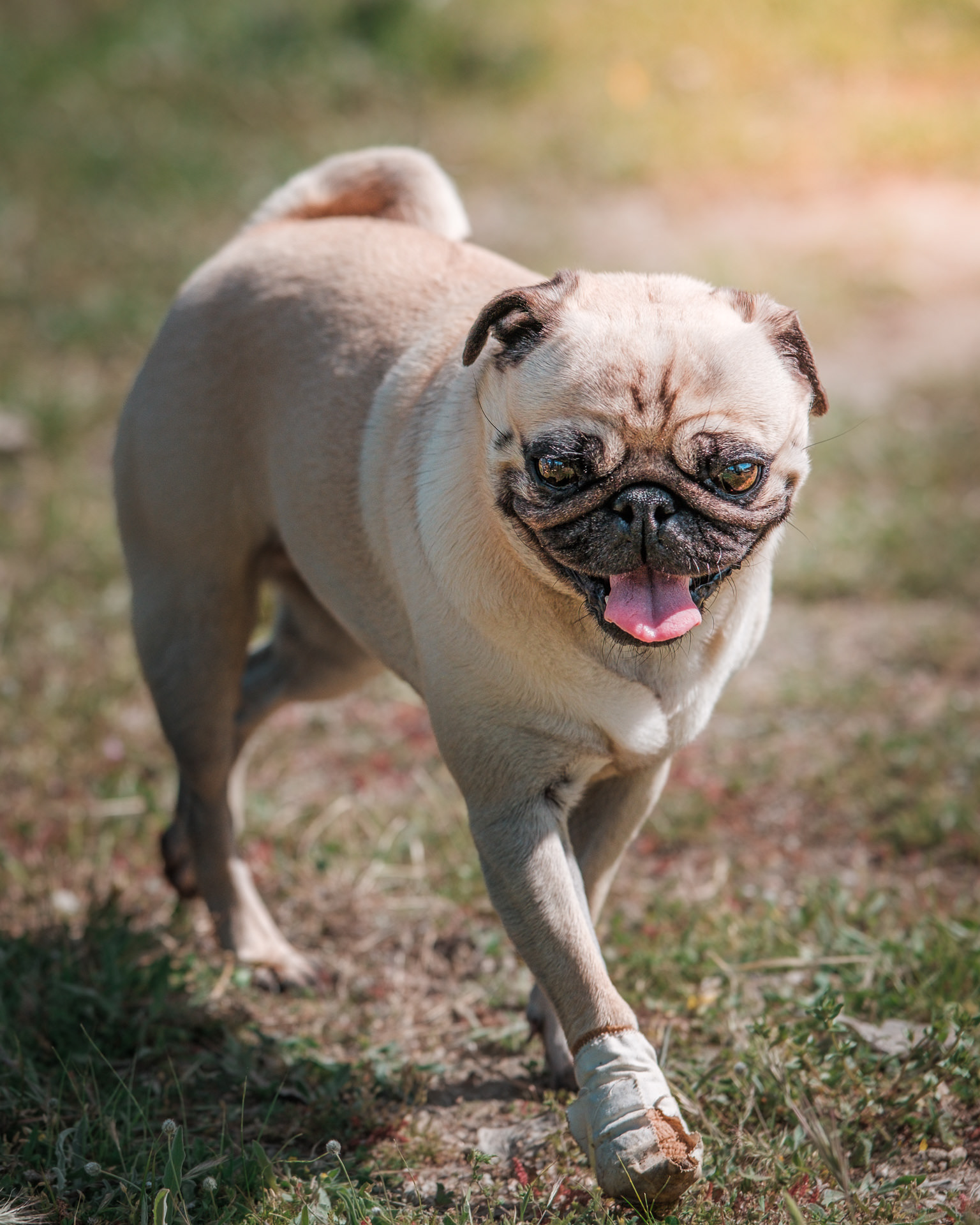 Perro pug sonriendo con la lengua fuera, mirando a cámara, caminando con una pata vendada, sobre la hierba