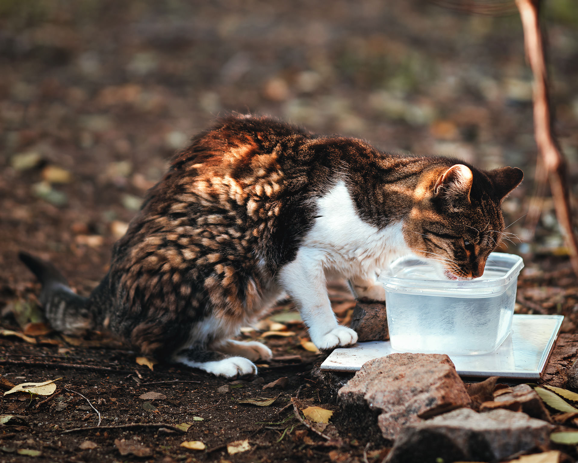 Gato de pelaje desaliñado bebiendo agua de un táper en mitad del campo, en una colonia felina