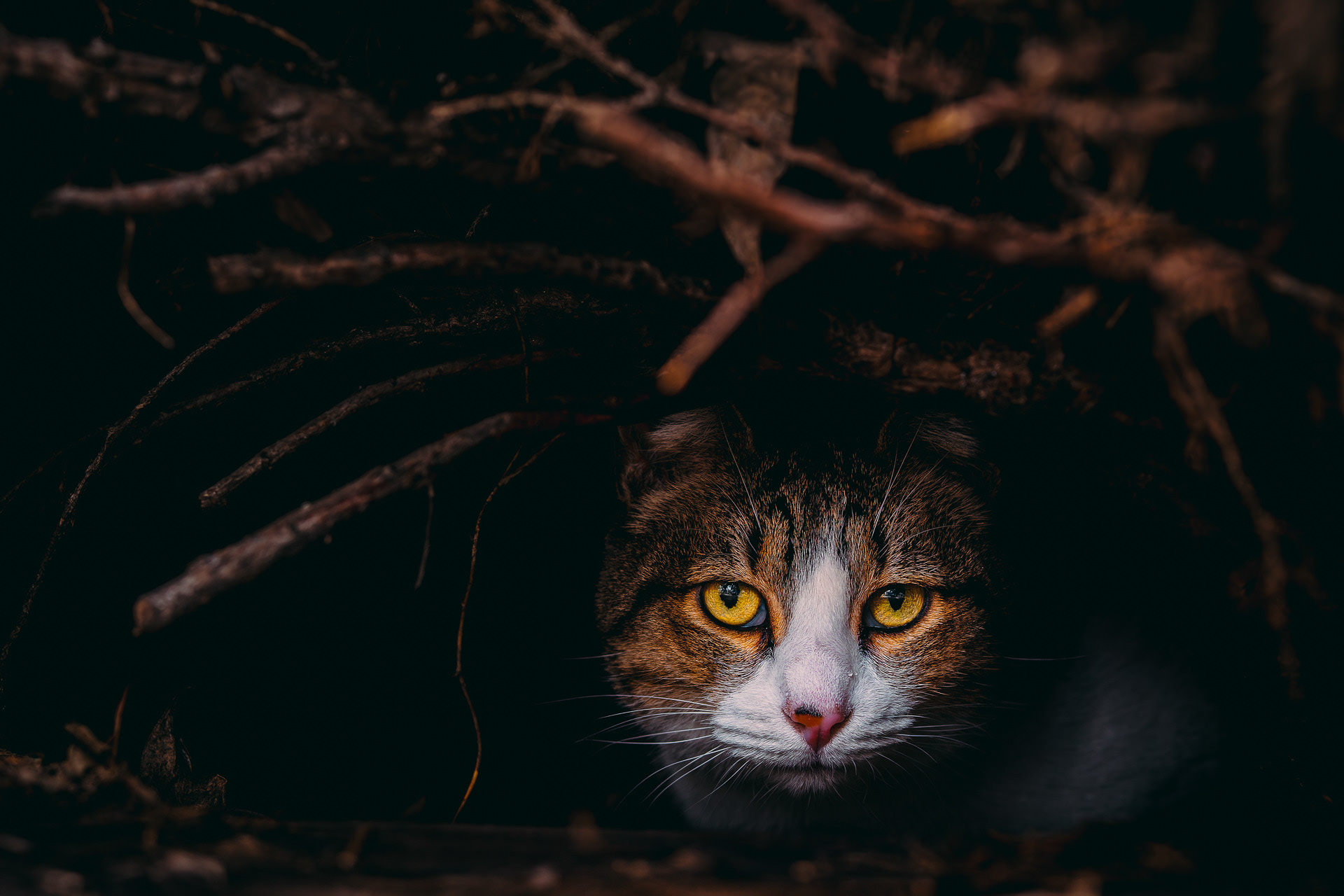 Gato asomando la cabeza por un hueco negro entre ramas, mirando a cámara