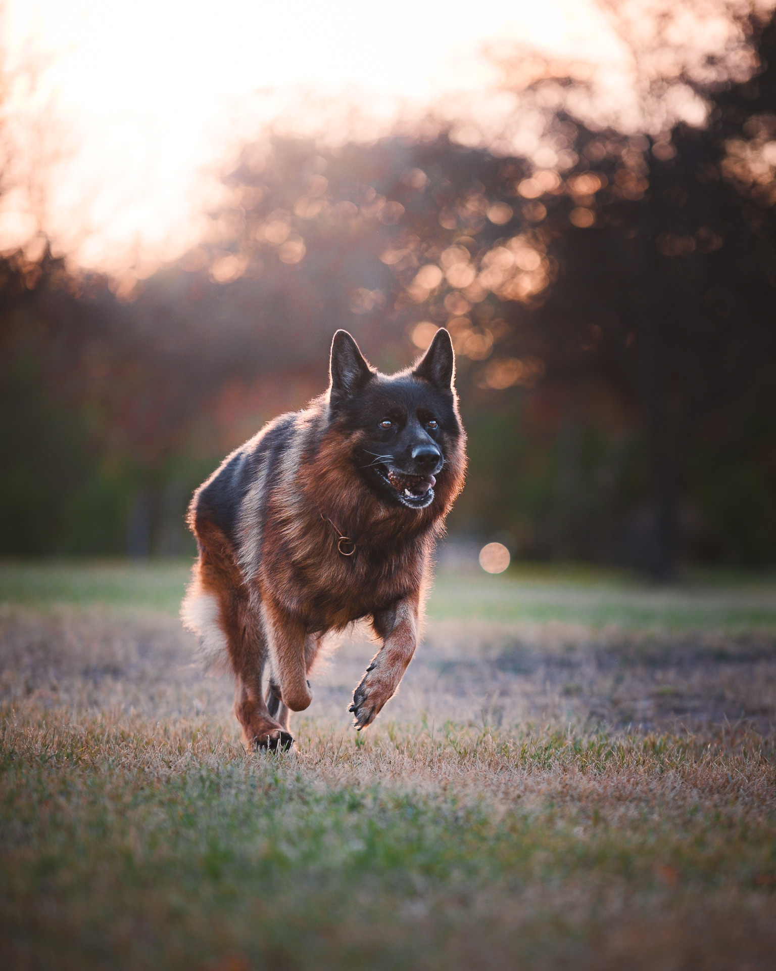 Perro pastor alemán, en plena carrera hacia el frente, al amanecer en un parque