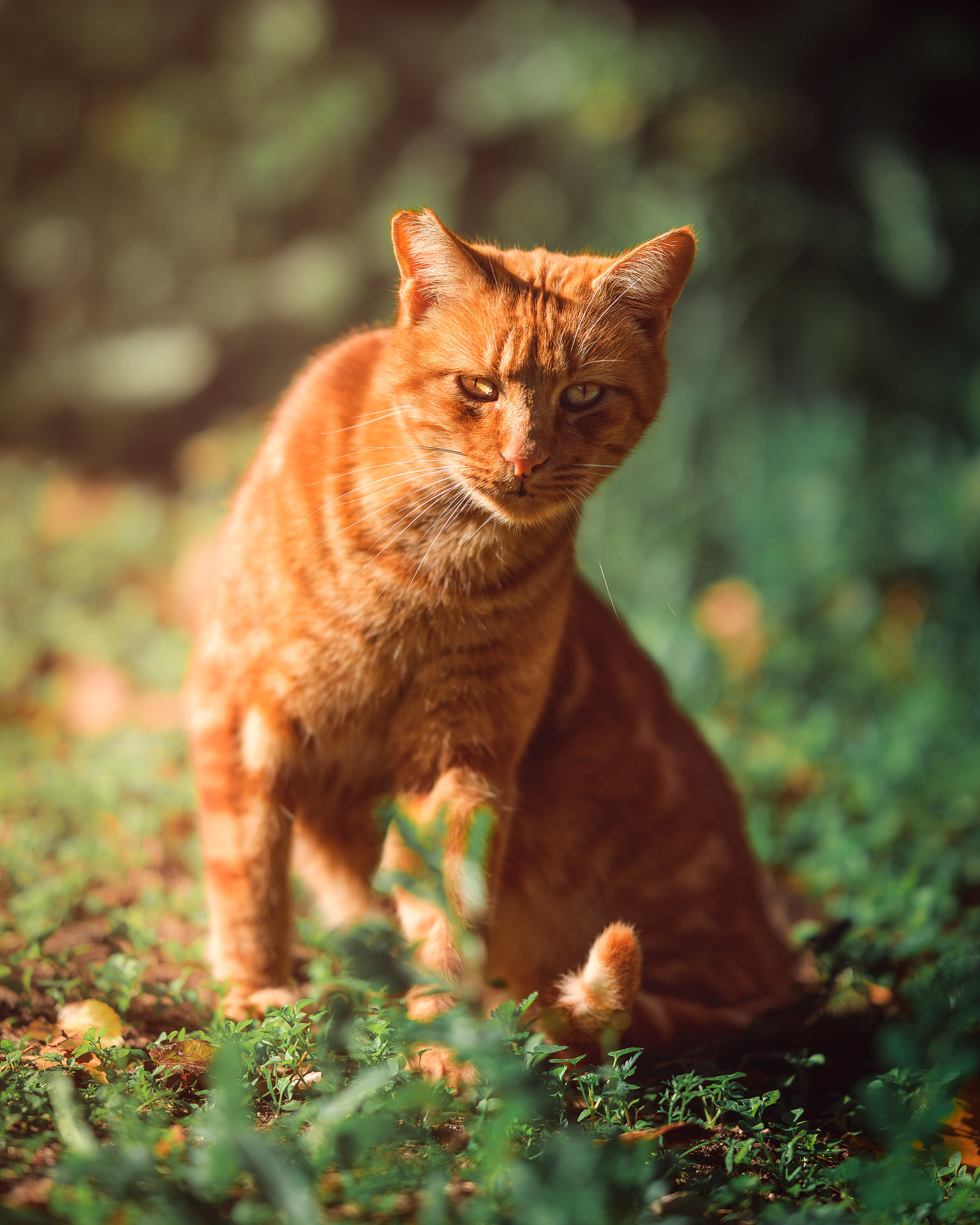 Gato naranja entre mucha vegetación verde, mirando a cámara en una postura inclinada hacia un lado