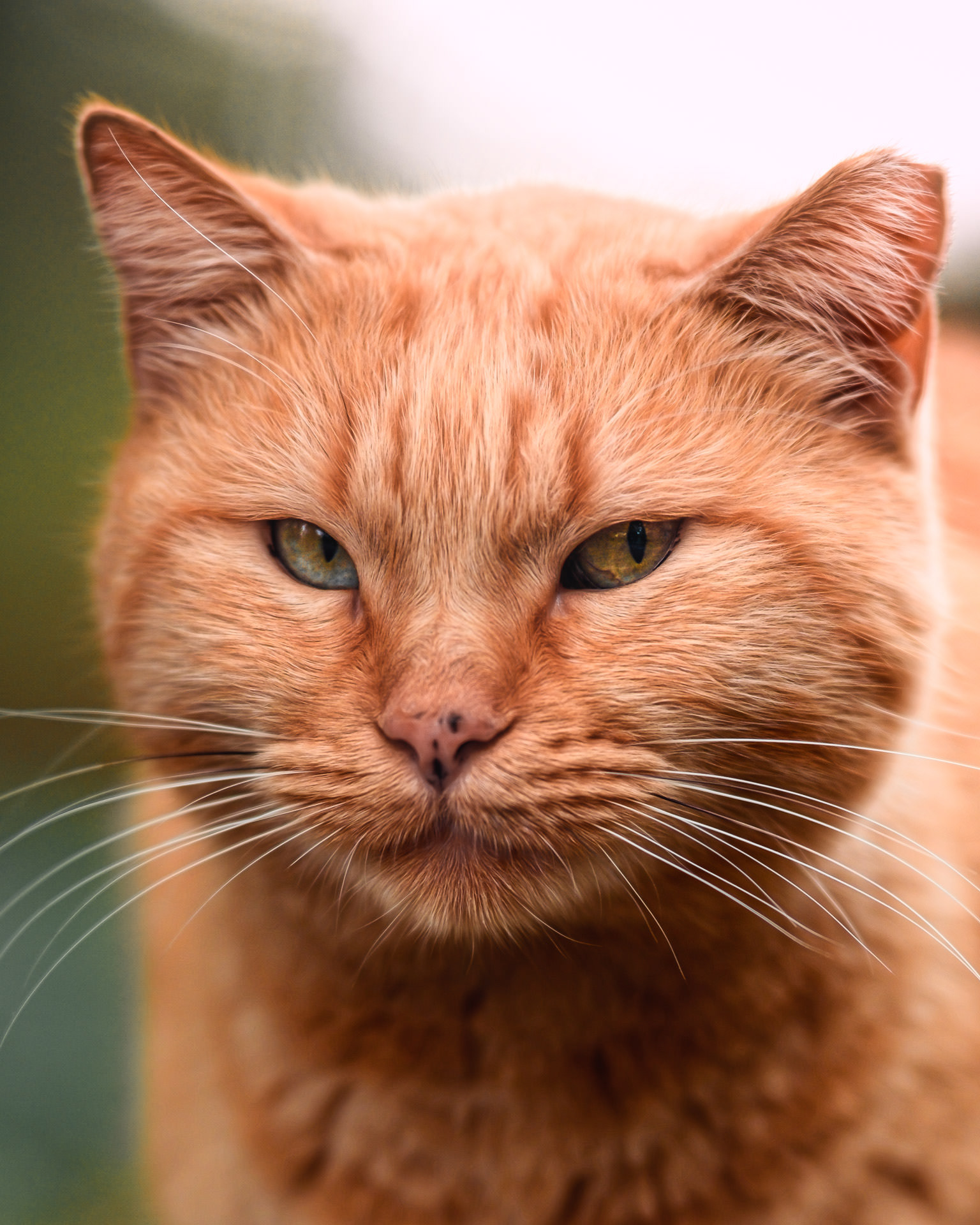 Primer plano de la cara de un gato naranja con fondo desenfocado