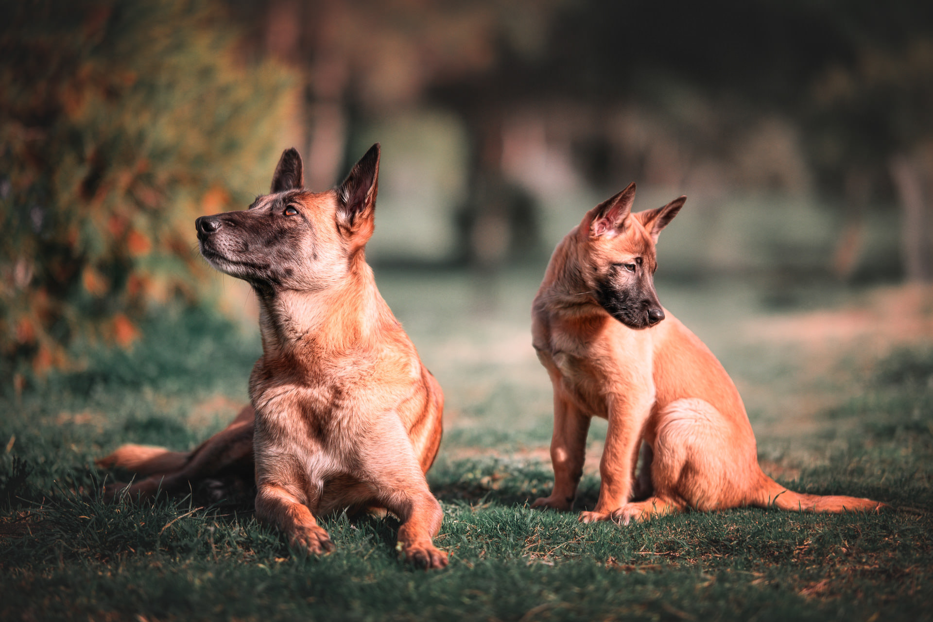 Perros pastor belga, o malinois, madre mirando hacia arriba e hijo mirando hacia abajo, en el parque