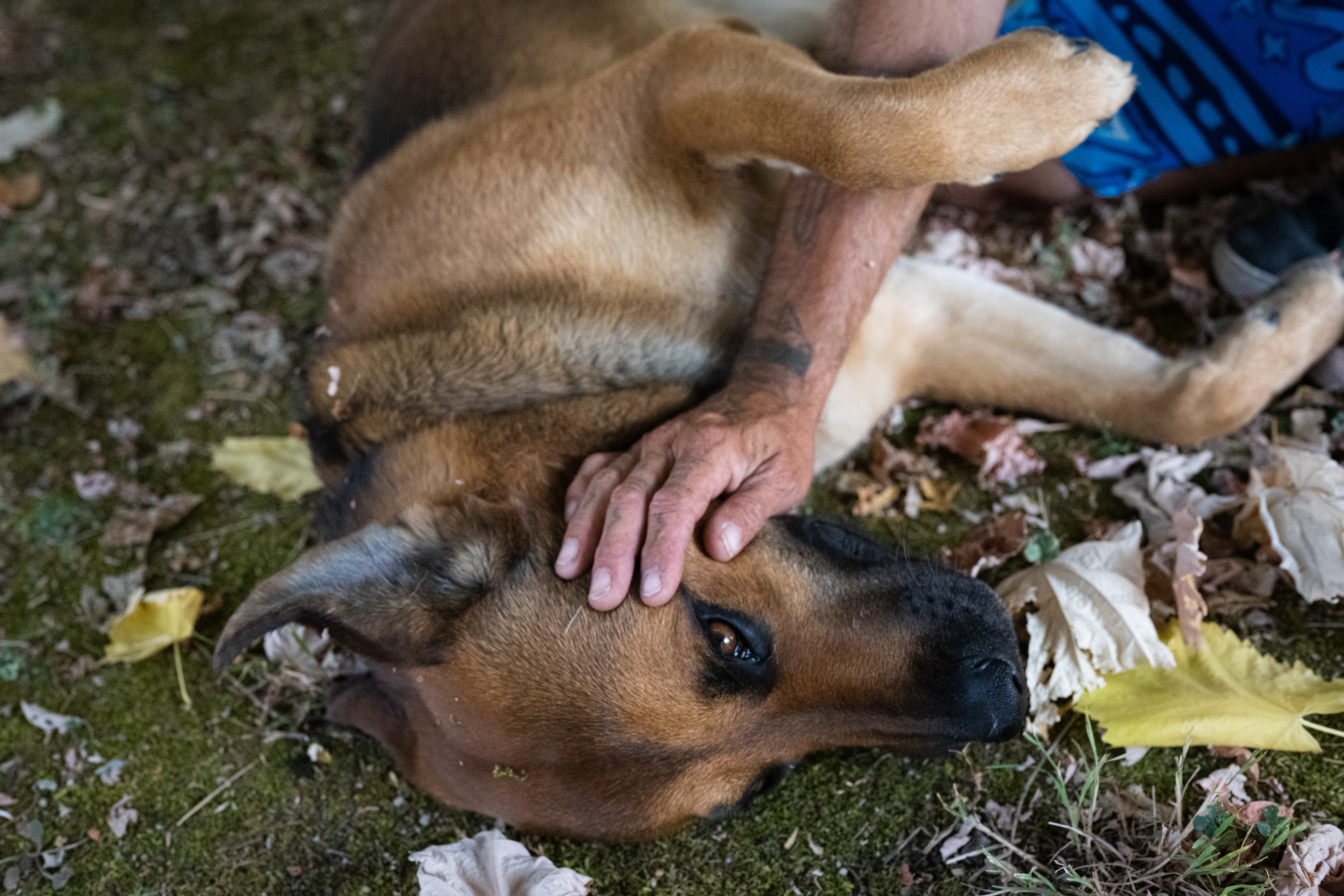 Oréo, son chien