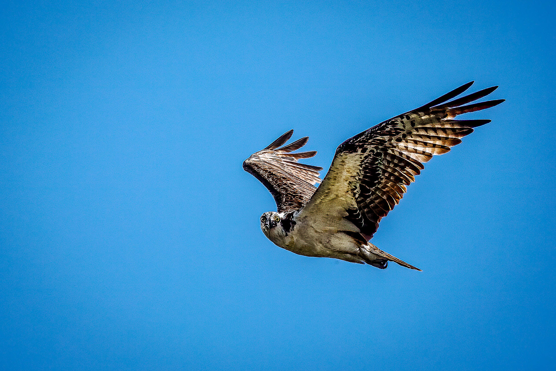 I was fumbling through autofocus settings when this Osprey came into view. When I finally got the shot it was staring me down!
