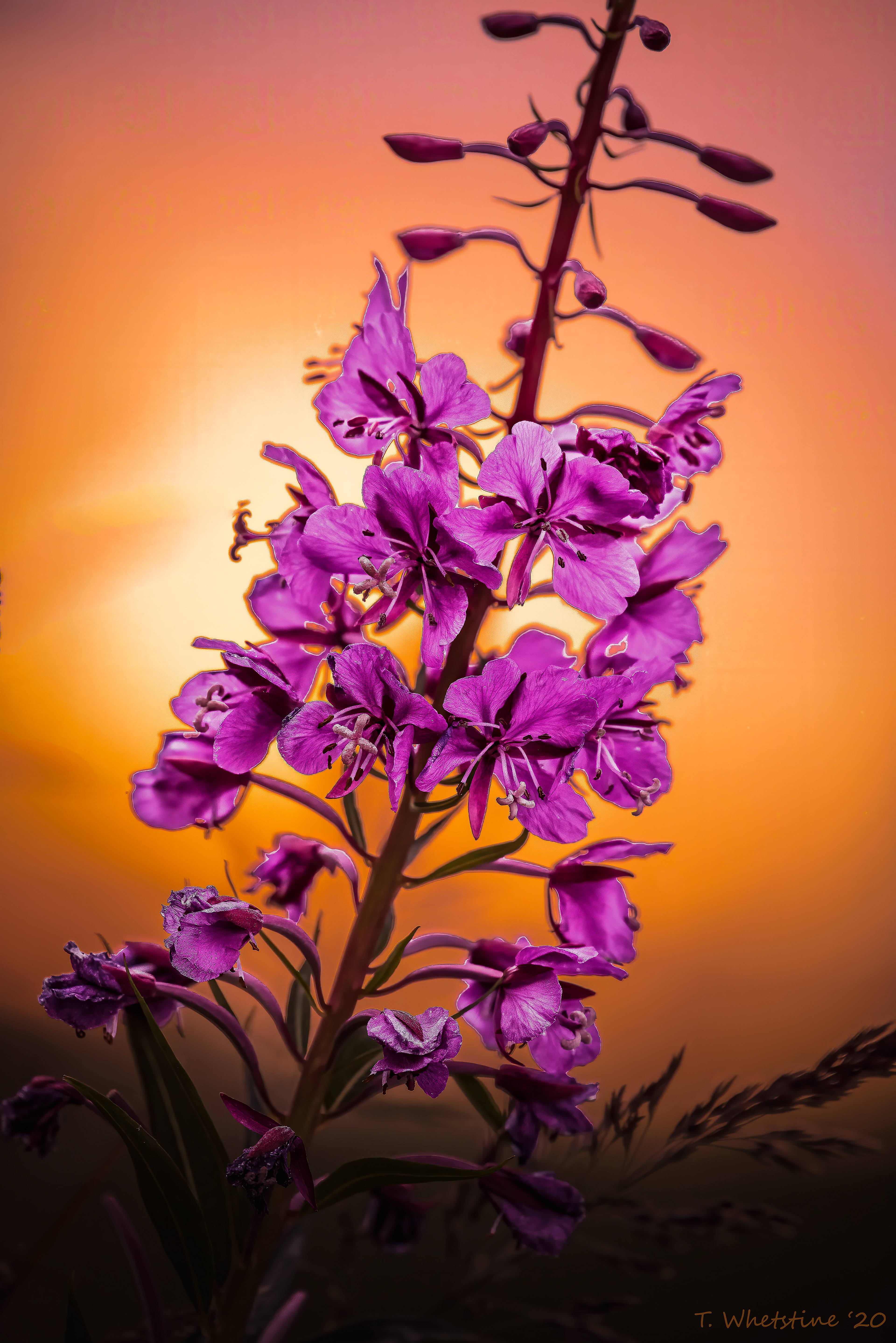 Alaskan Fireweed, I used the reflection of the sun in the water to capture this.