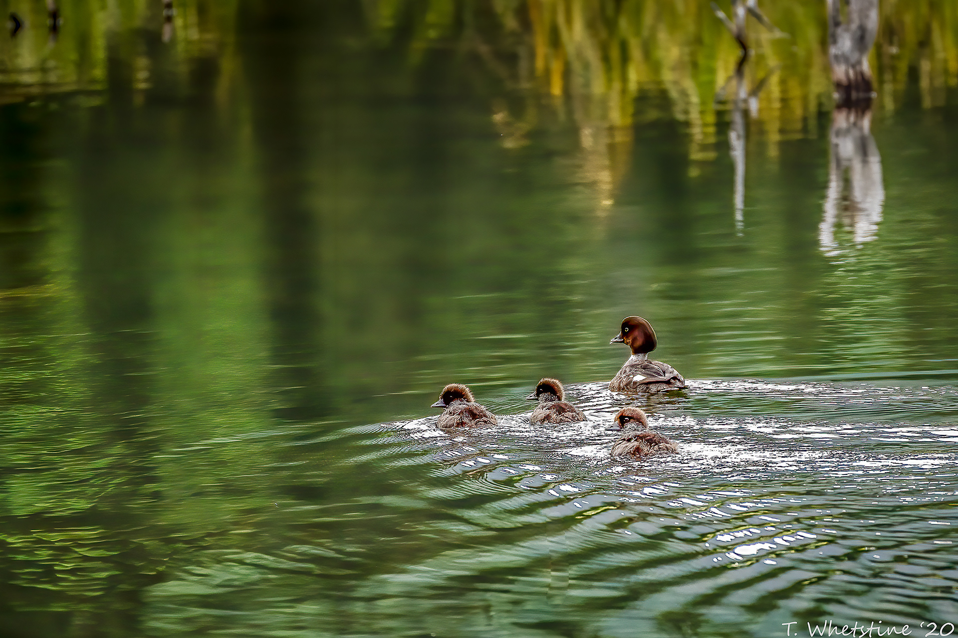 Off all the wildlife I get to photograph ducks may be my favorite.