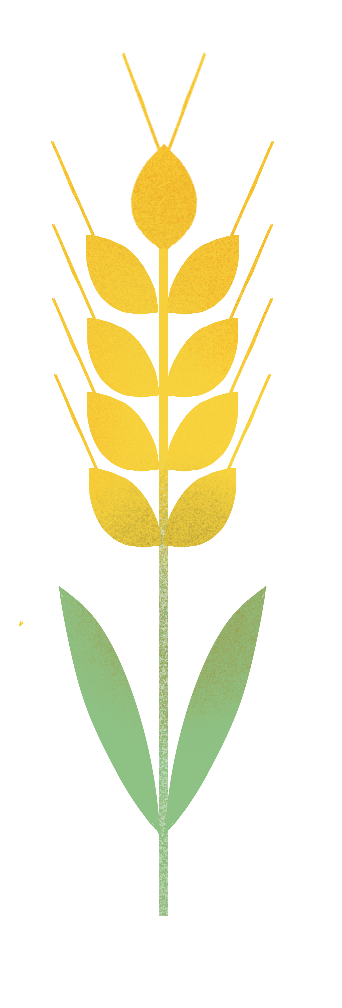 wheat