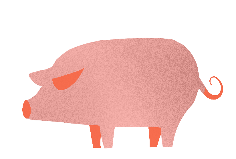 pig illustration