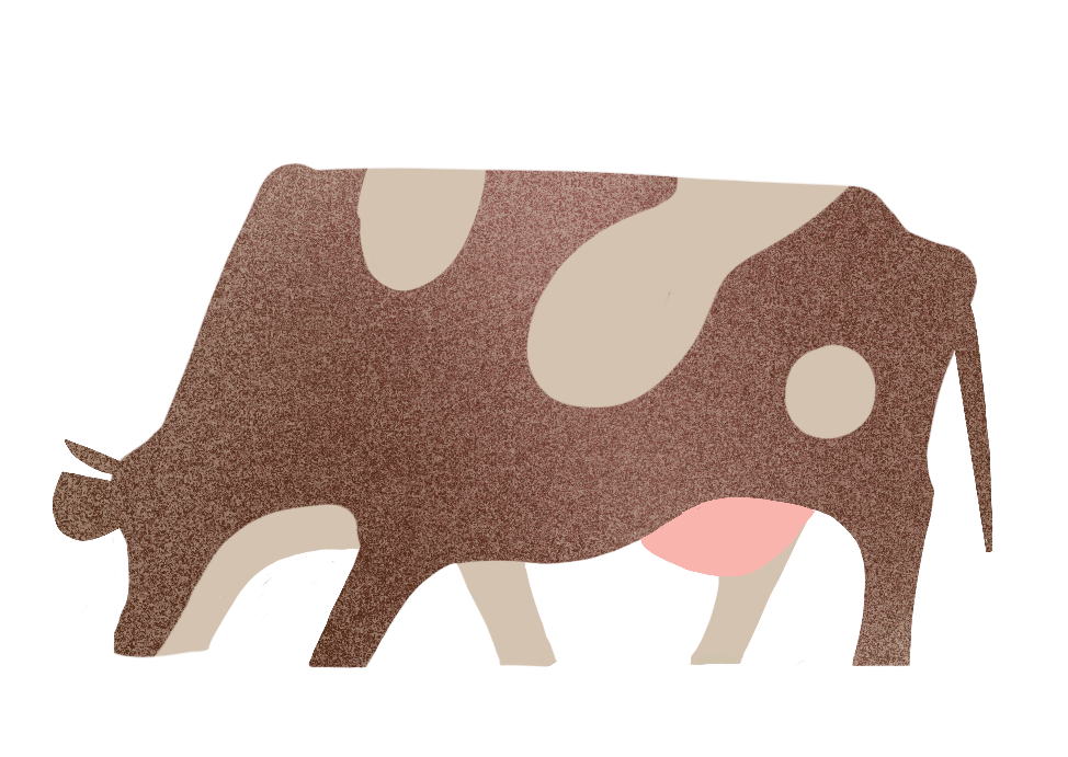 cow illustration