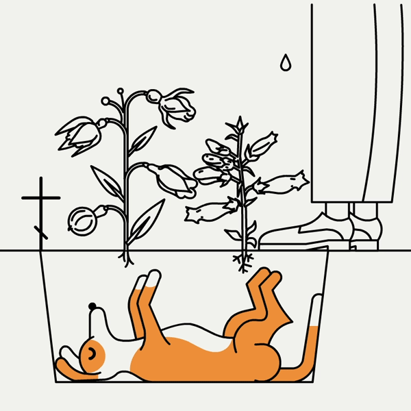 Tiere zu bestatten