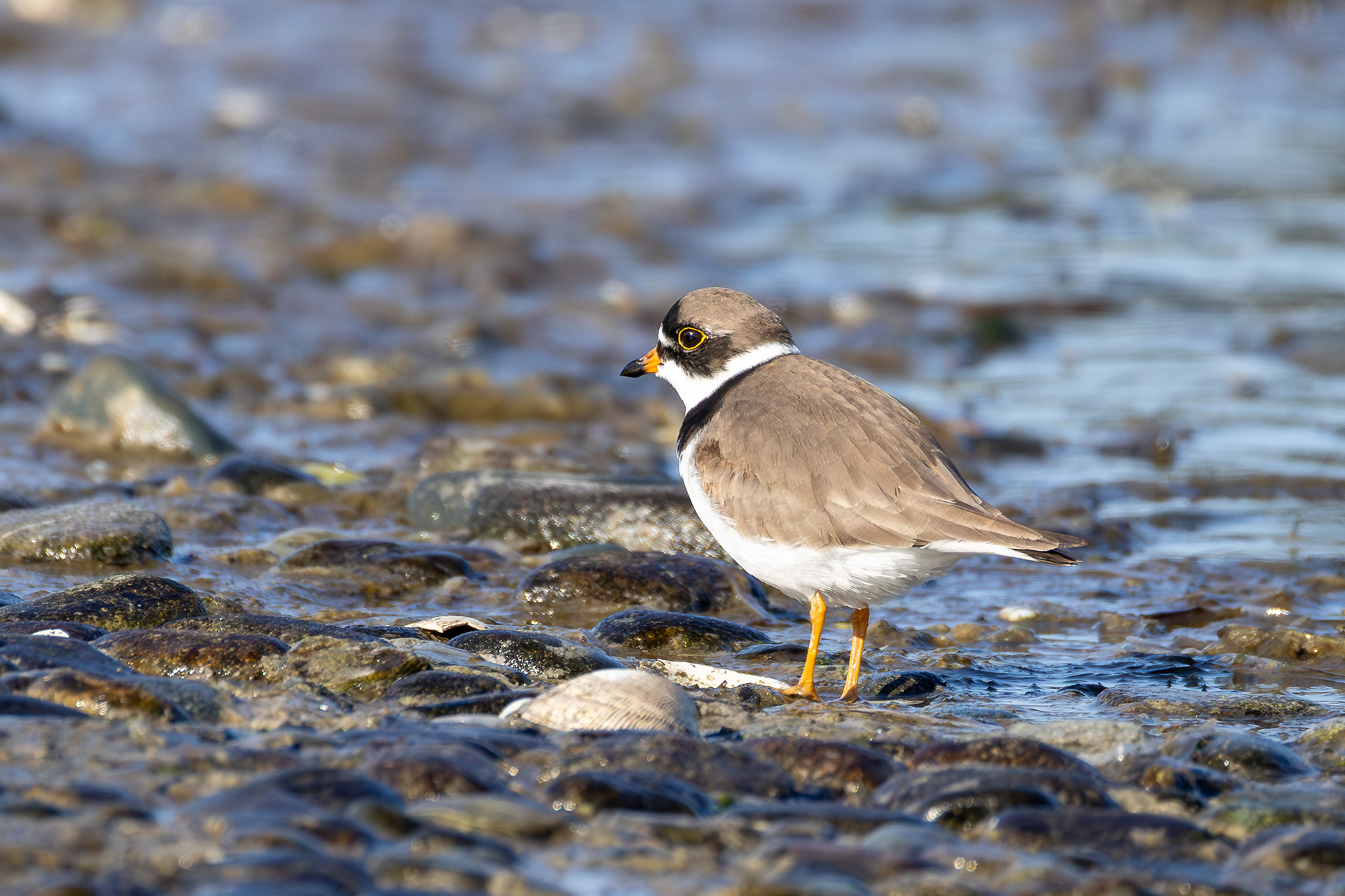 Semipalmated Plover