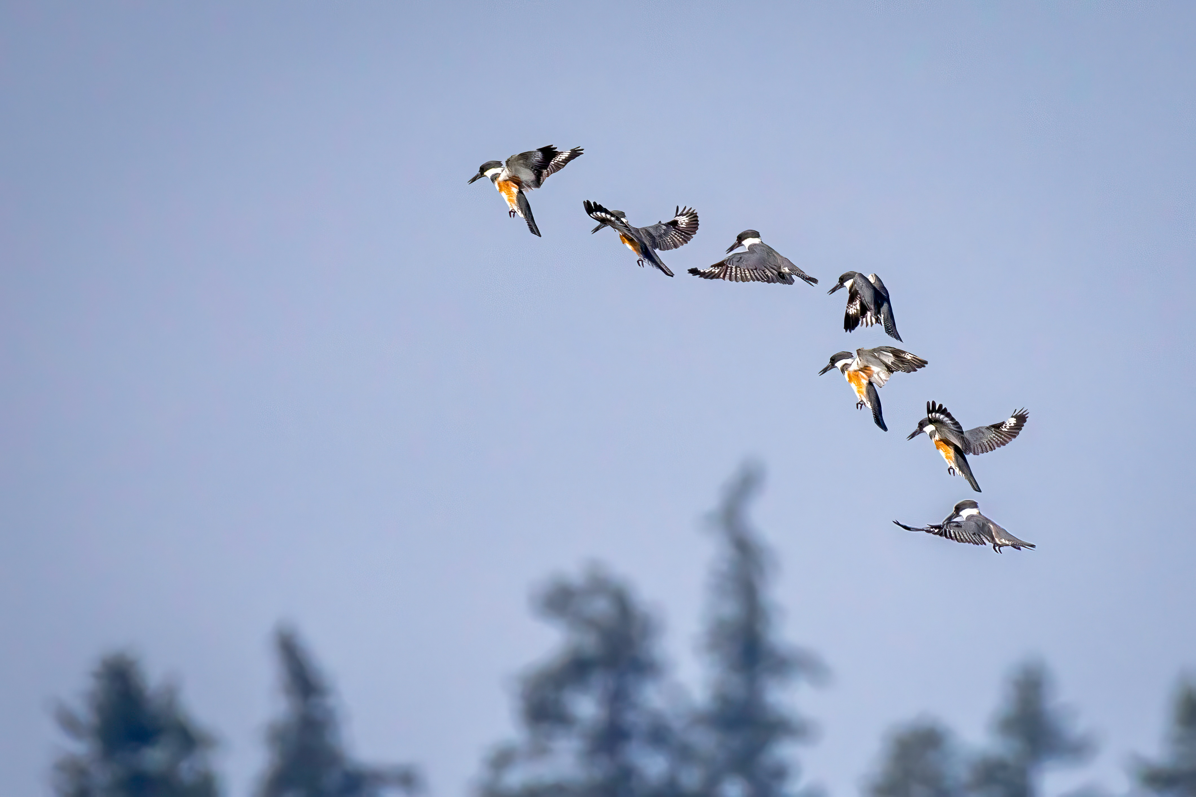 Photoshop - Belted Kingfisher diving