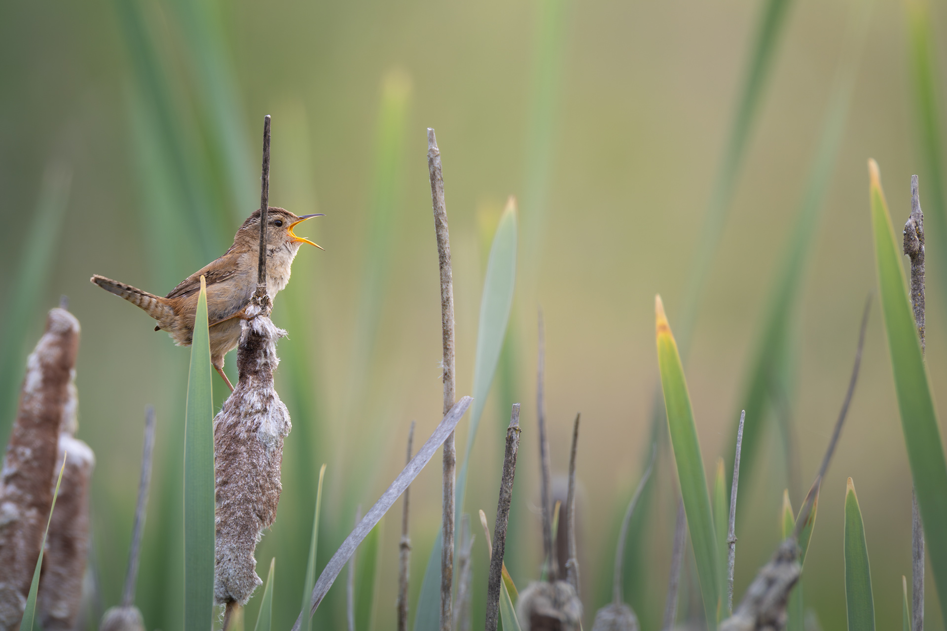 Marsh Wren