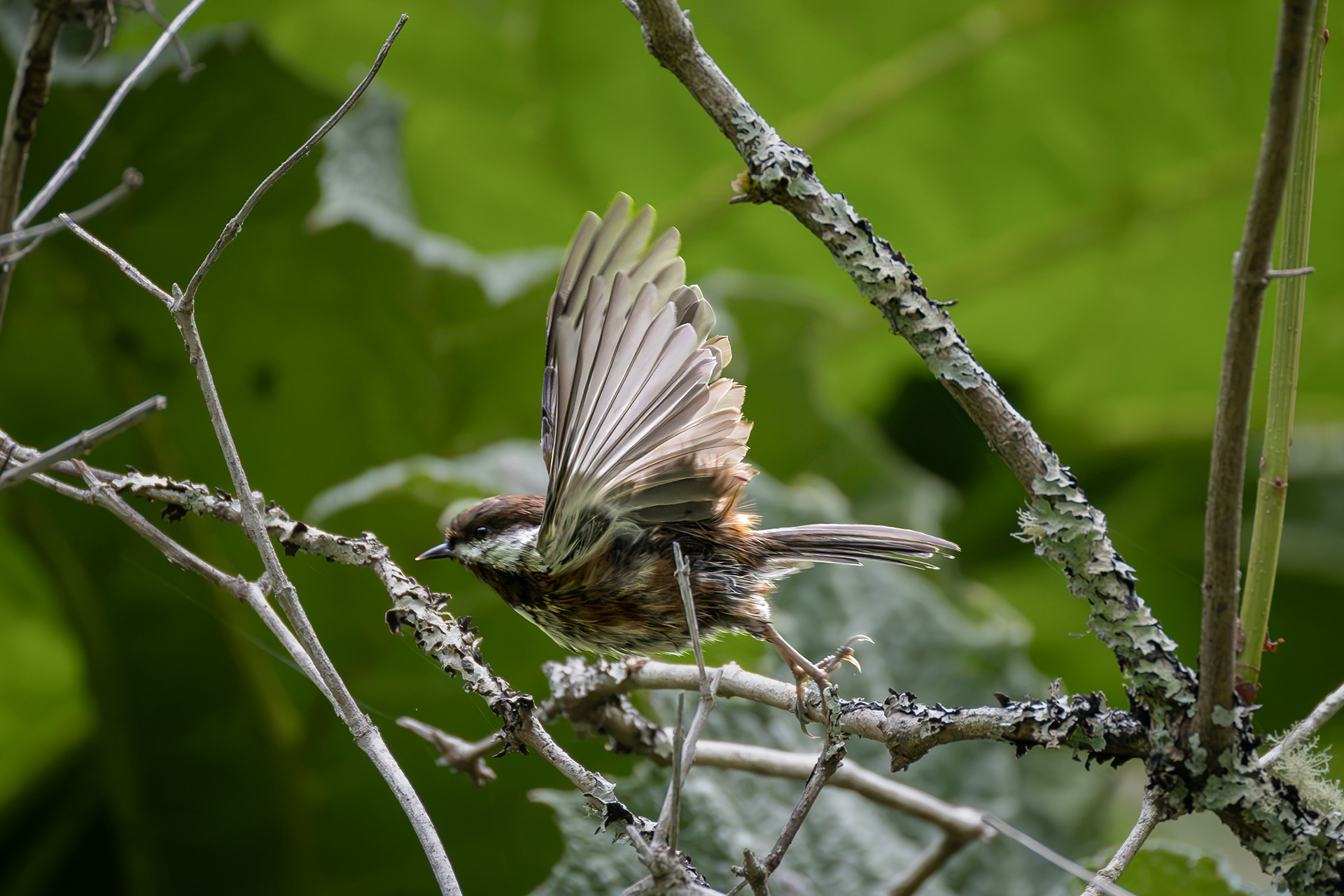 Chestnut backed Chickadee