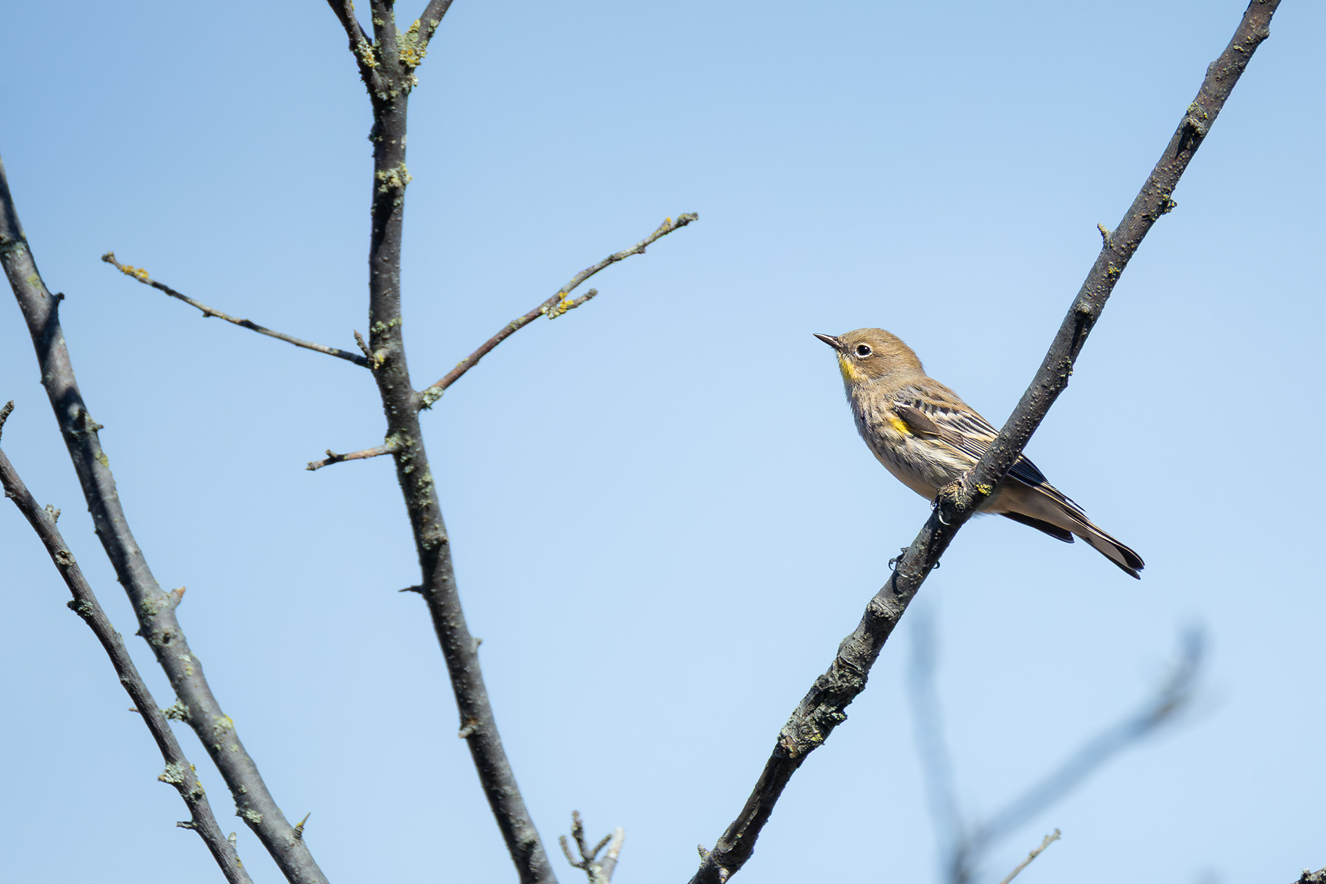 Yellow-rumped Warbler "Audubon's"