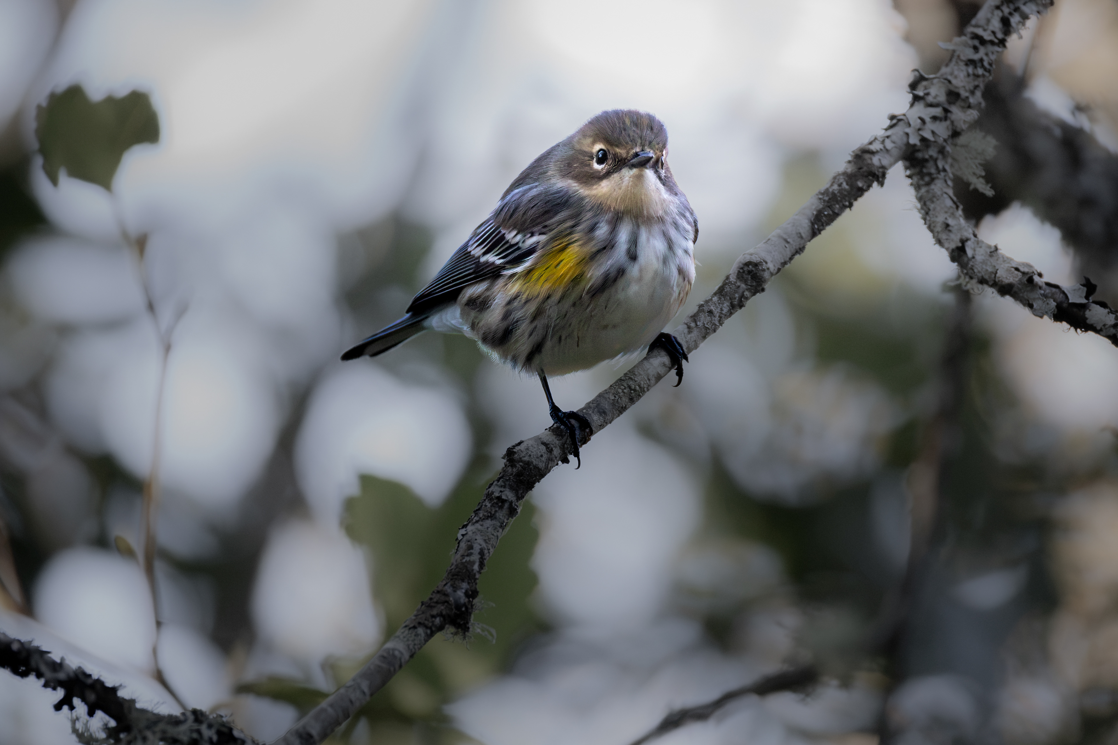 Yellow-rumped Warbler "Myrtle"