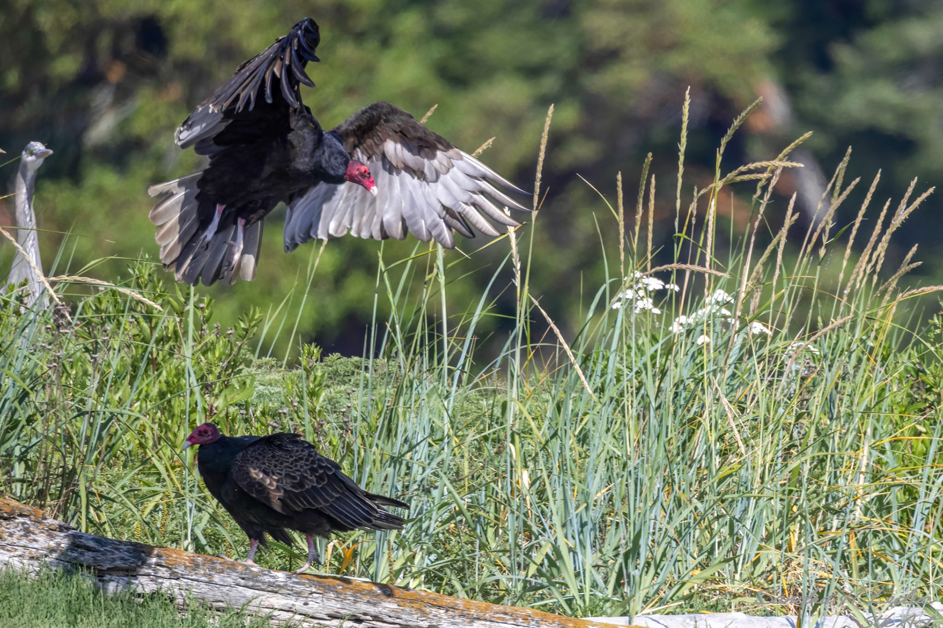Heron watching Turkey Vutures!