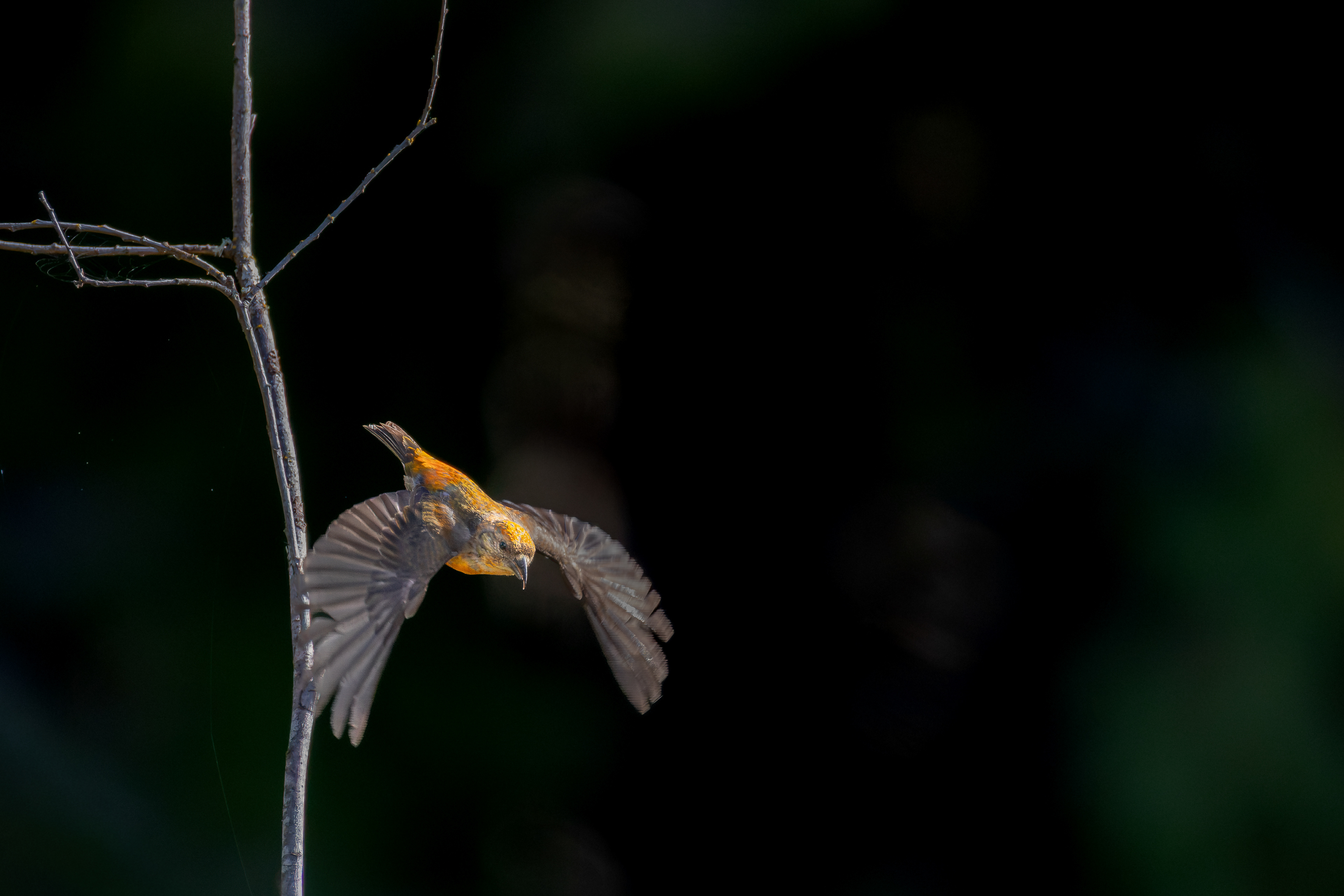 Oriole?