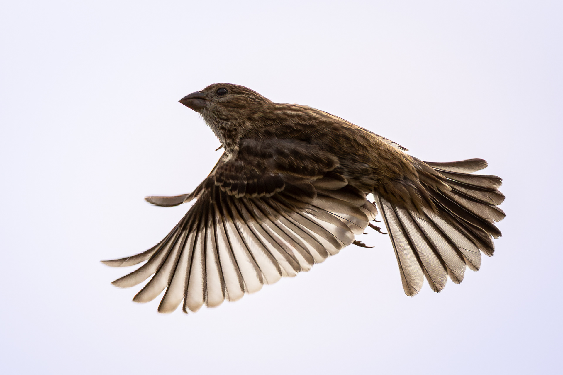 House Finch