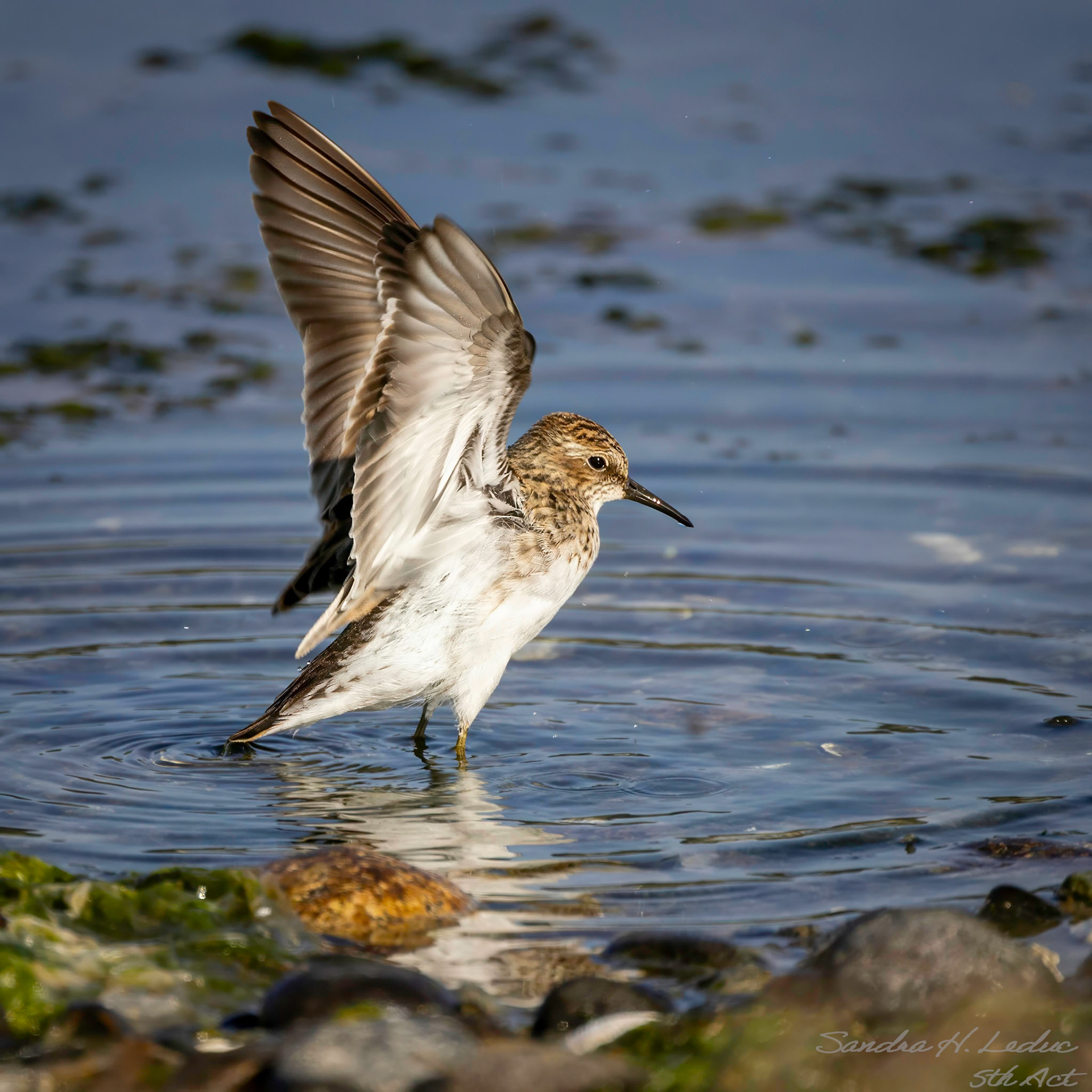 Western Sandpiper (?)