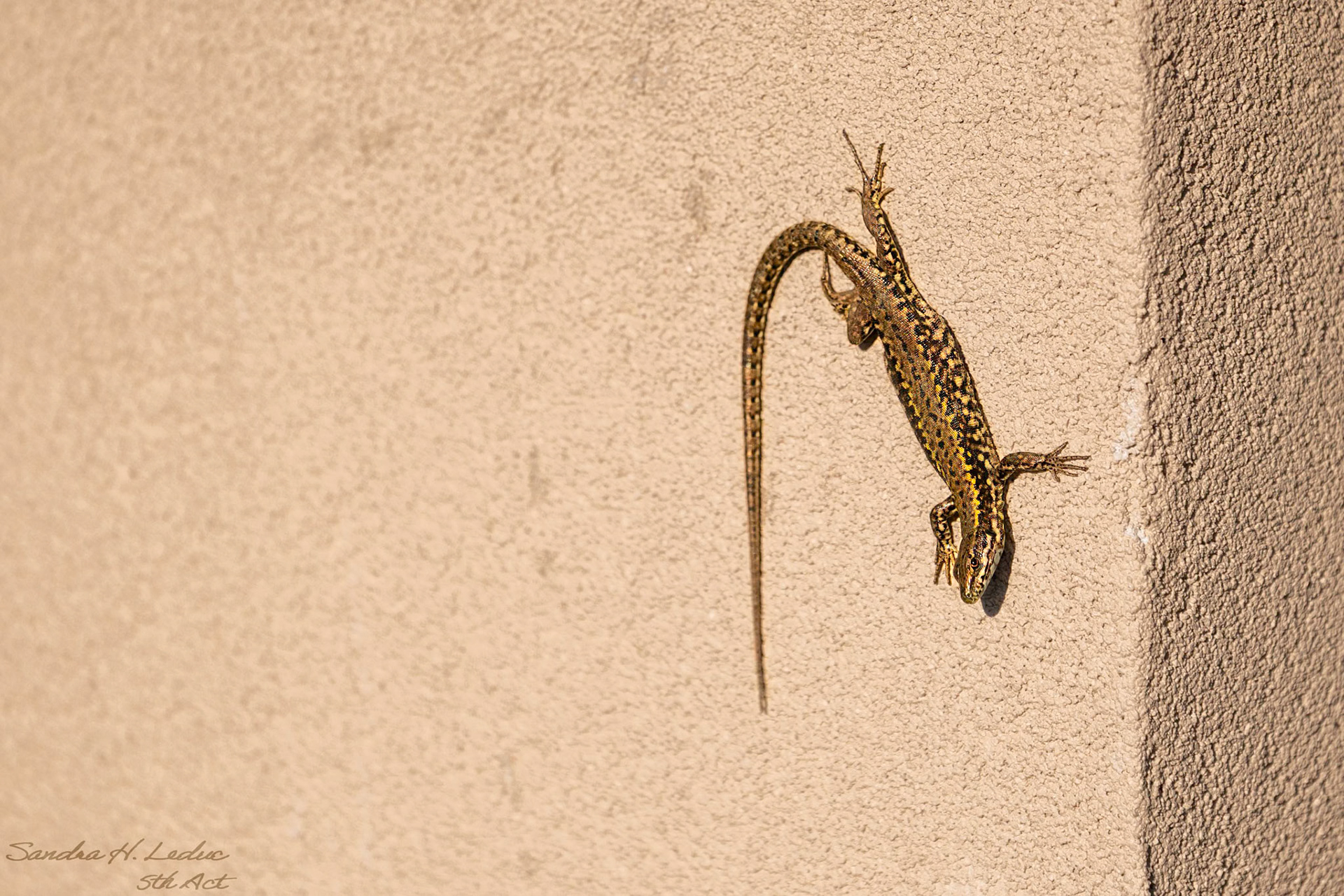 European Wall Lizard I'm thinking...