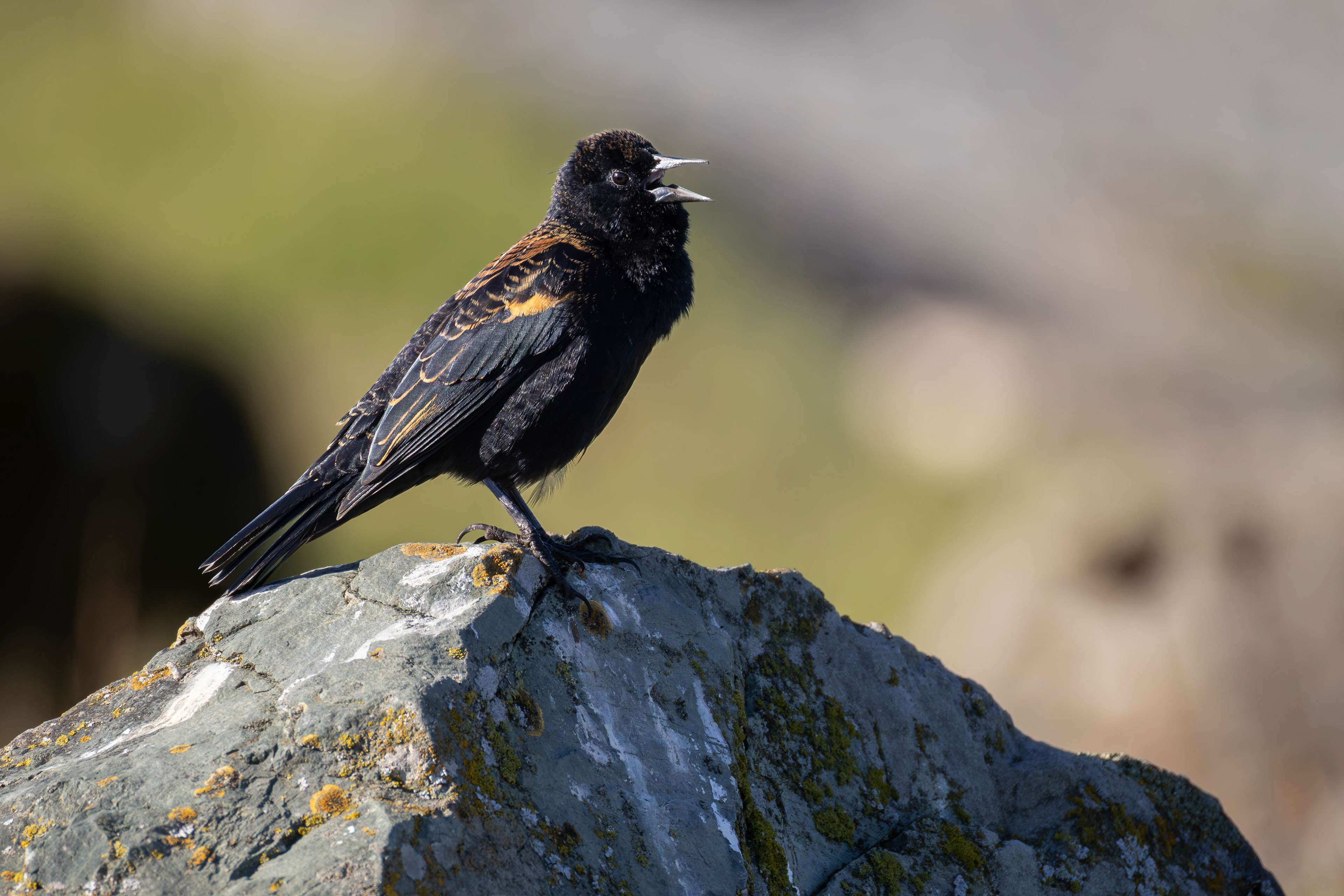 Red-winged Blackbird