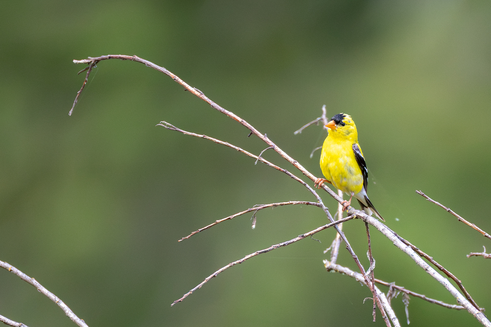finch?