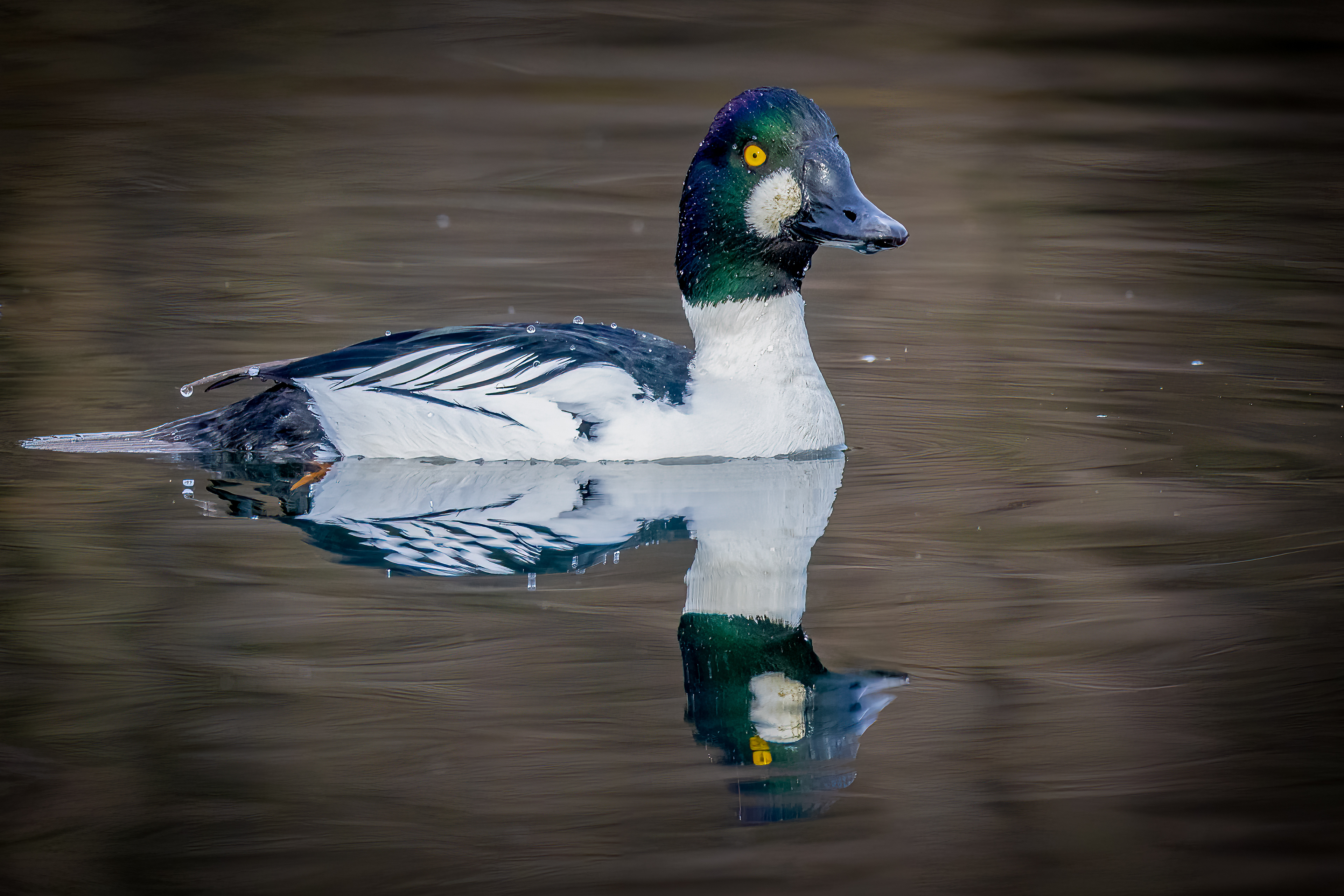 Common Goldeneye
