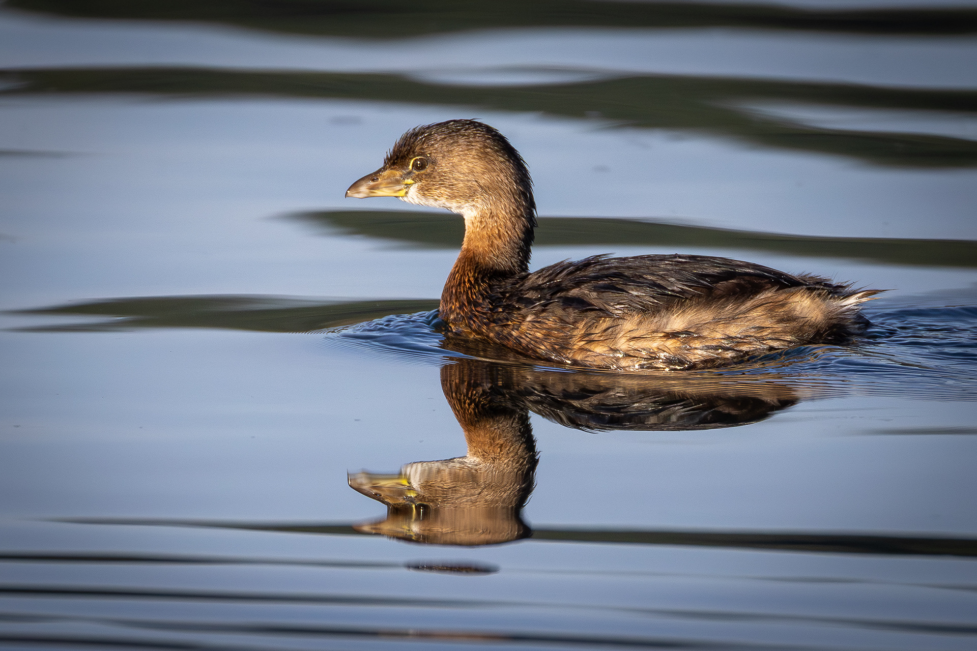 Pied-billed Grebe