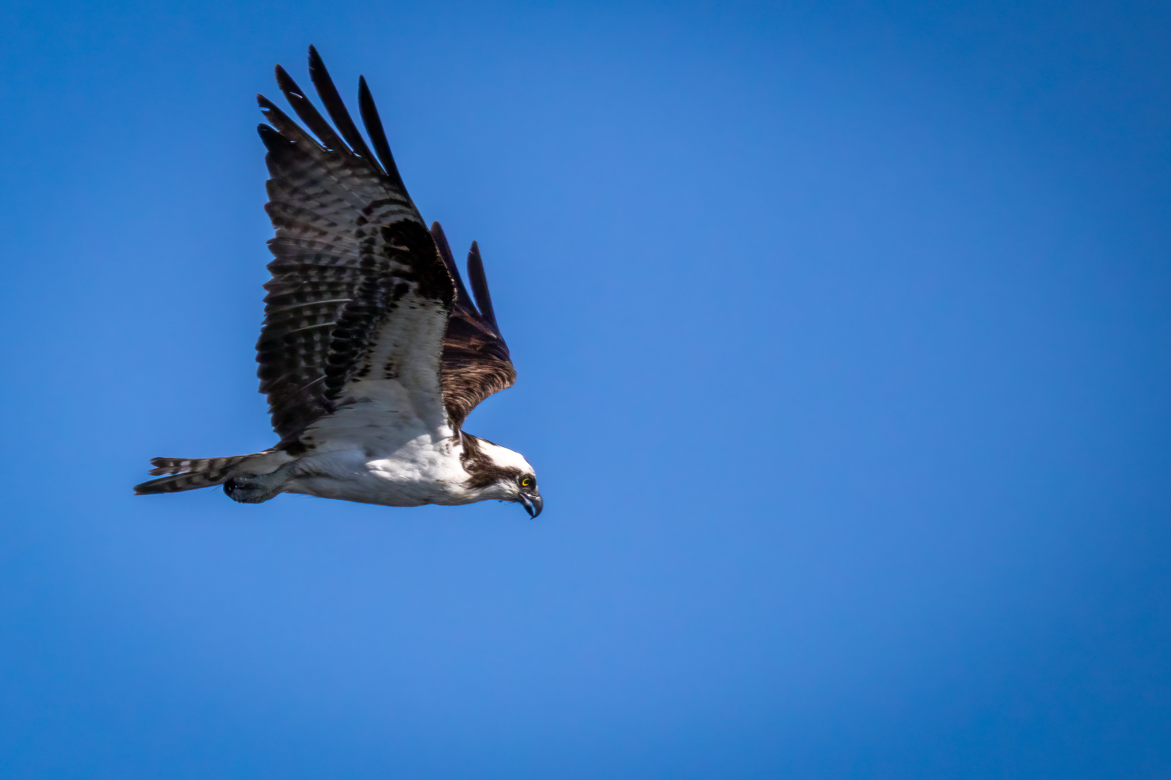Osprey