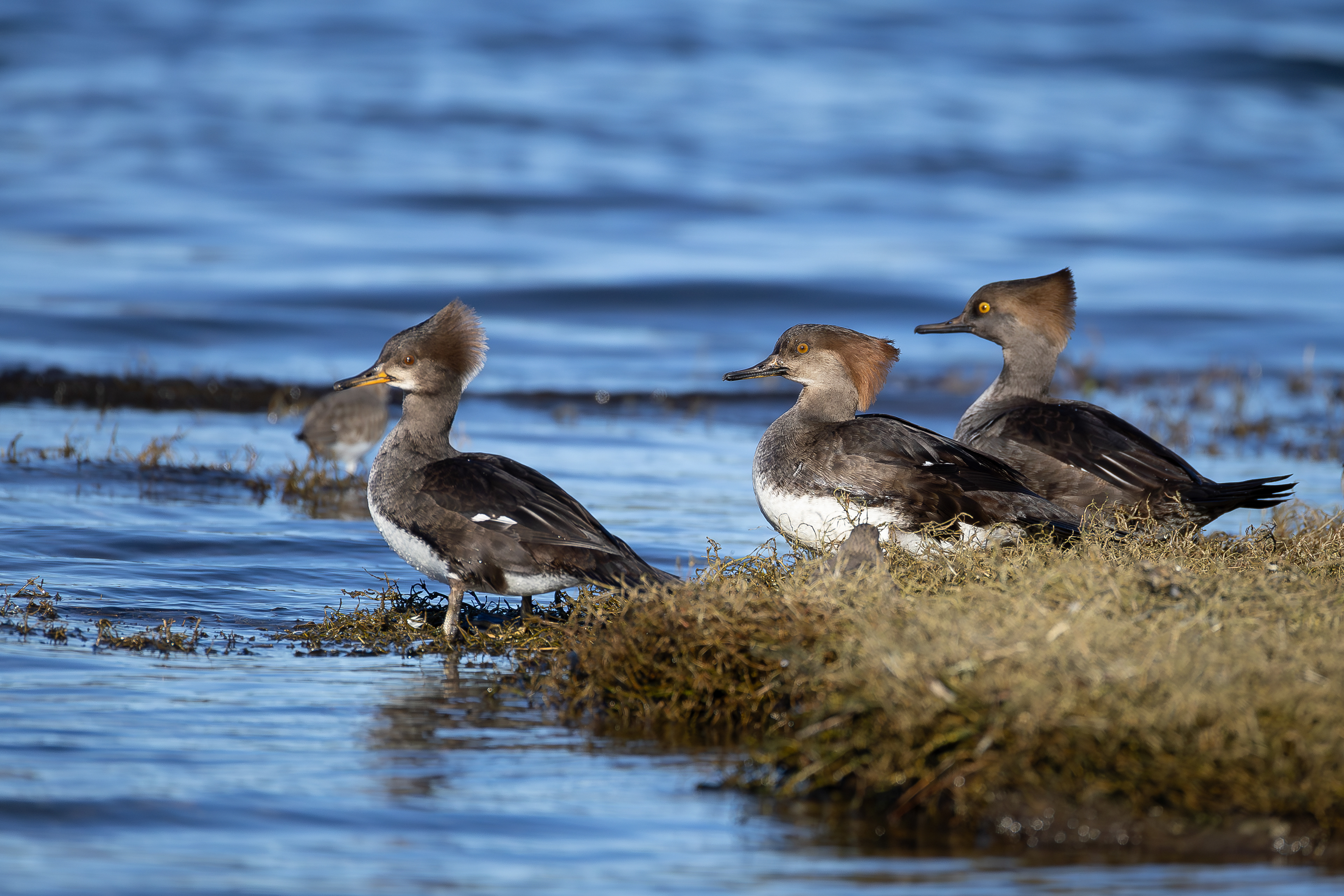 Hooded Merganser