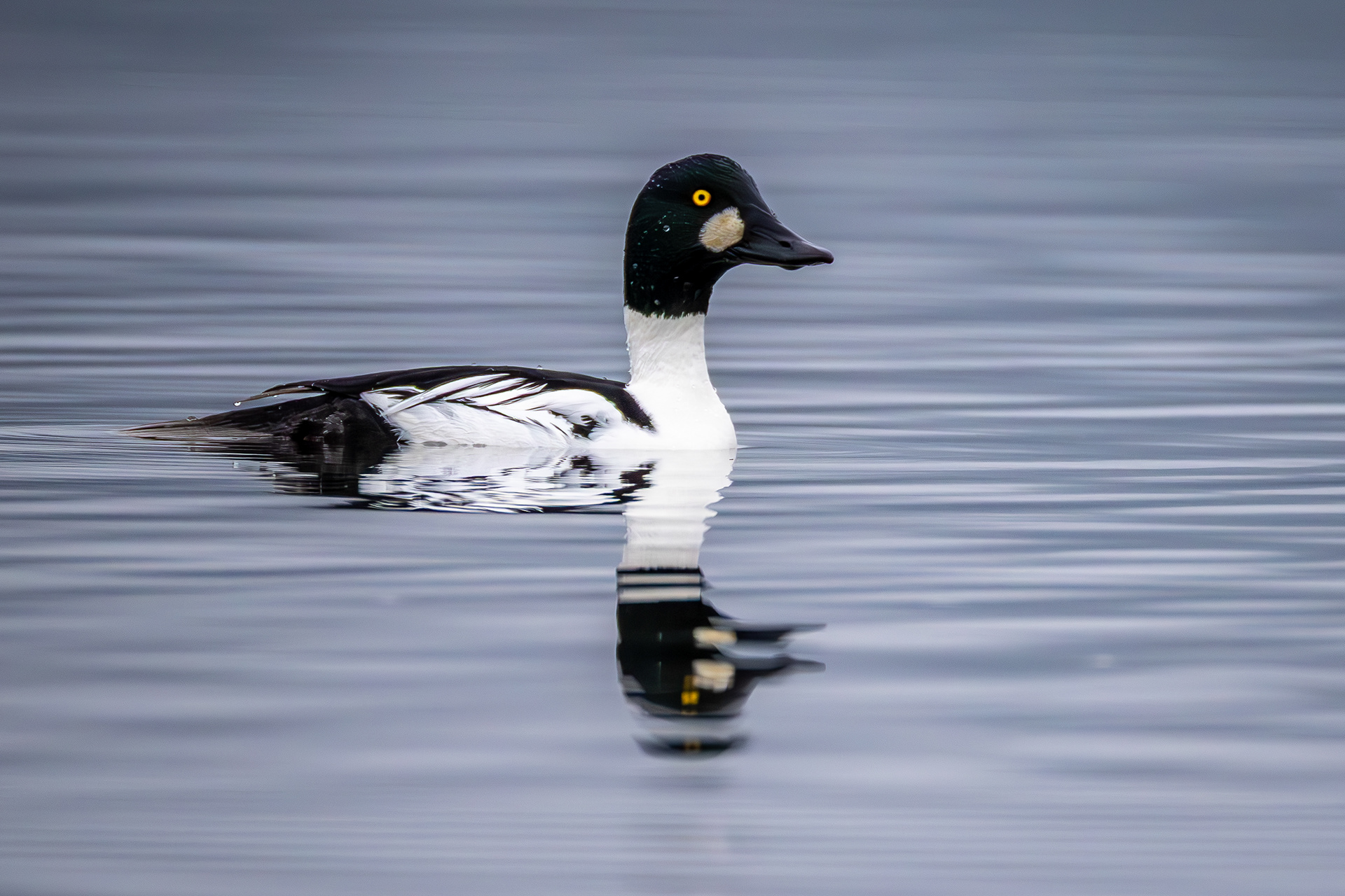 Common Golden Eye
